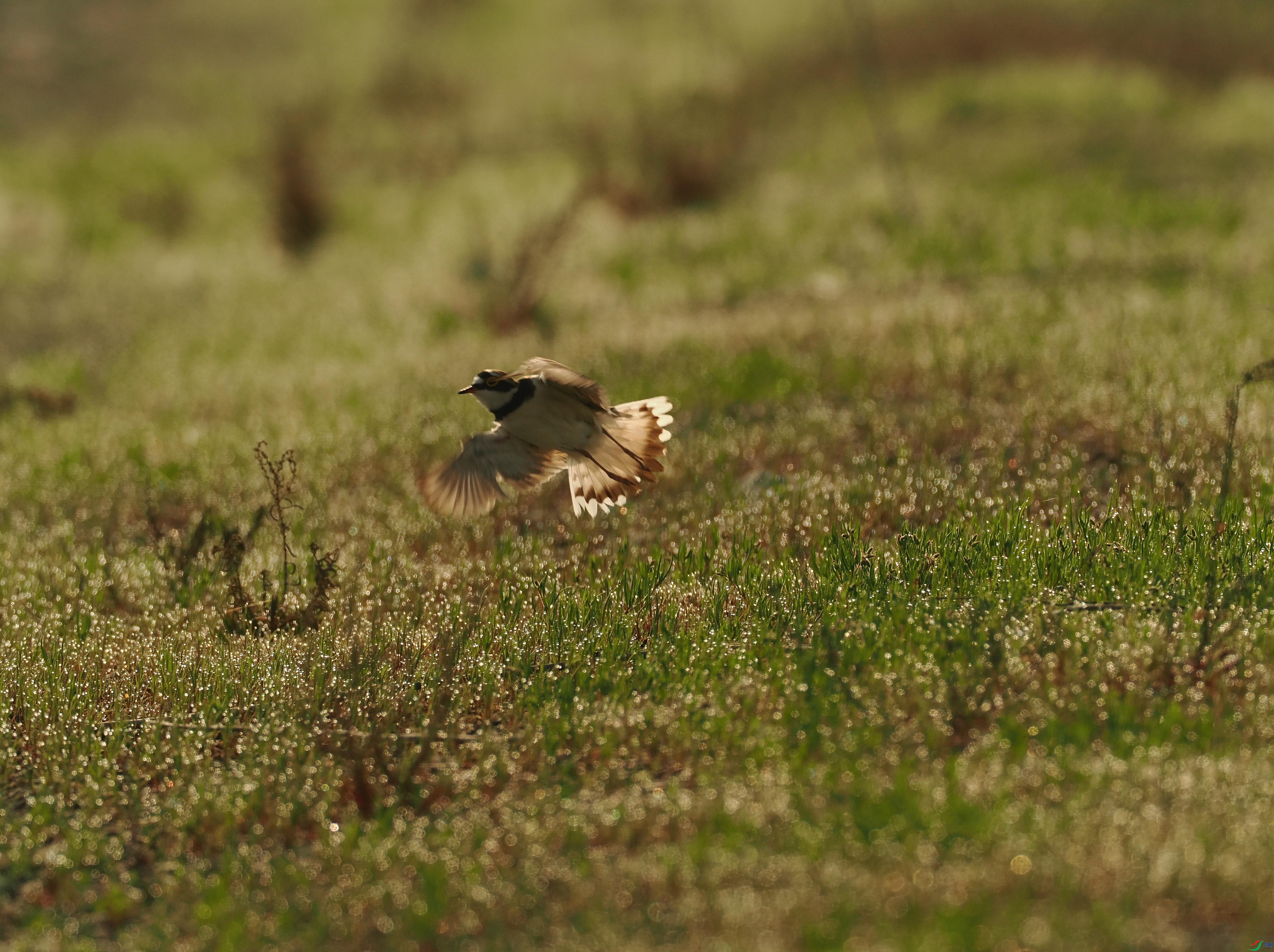 P4020399(1).jpg