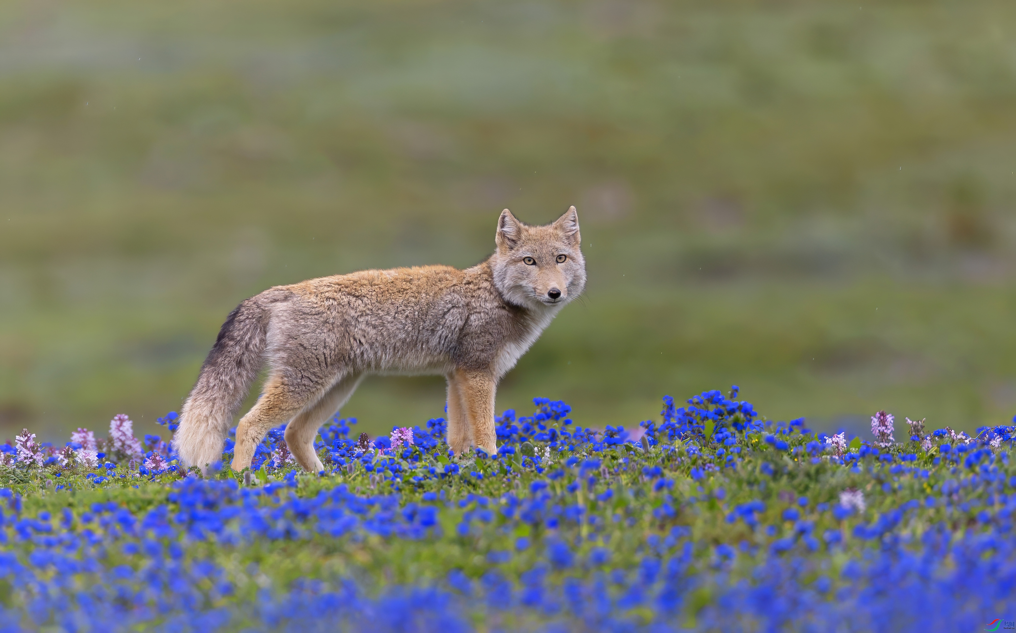 _X0A5275-topaz-denoise.jpeg