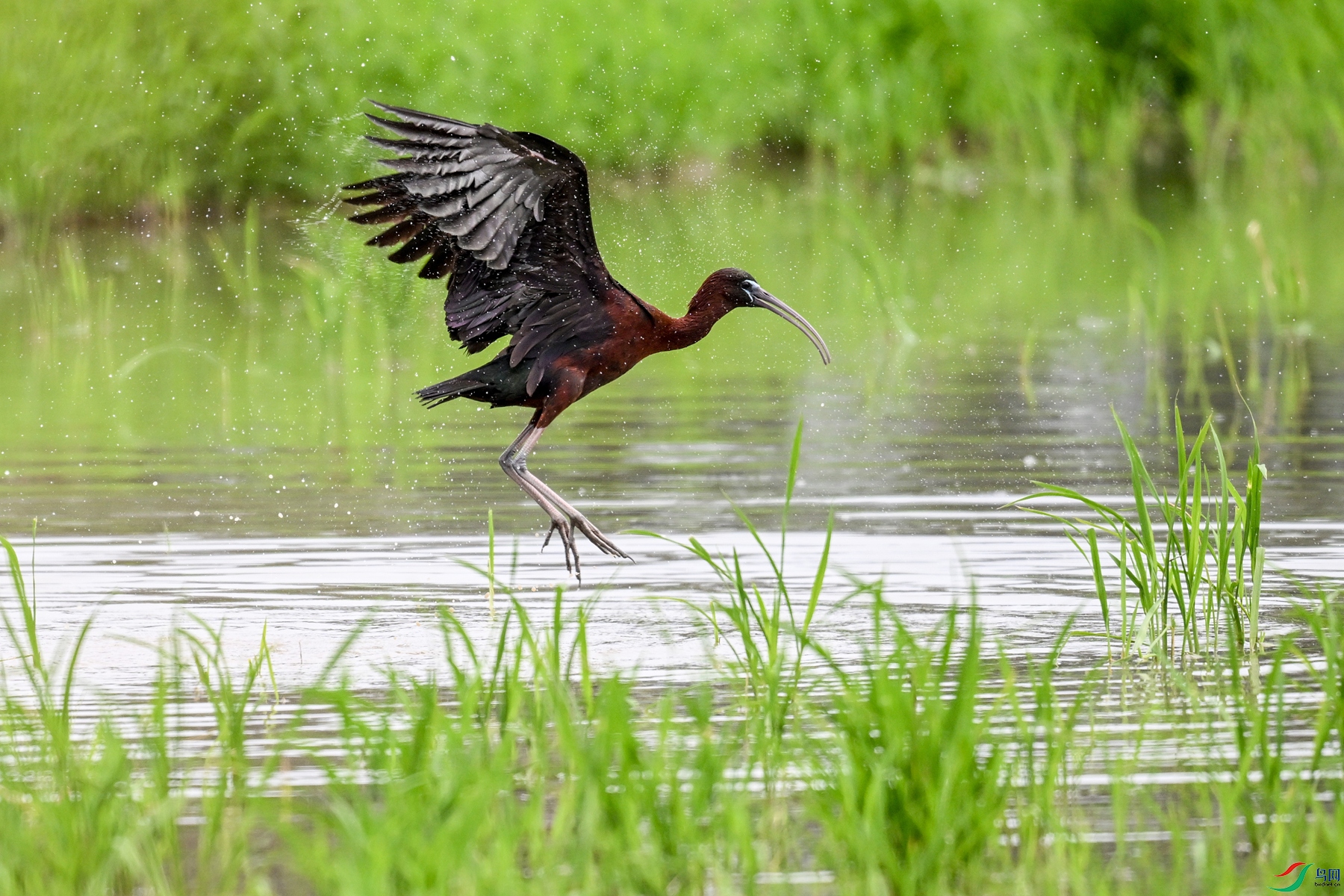 DSC_7979.JPG