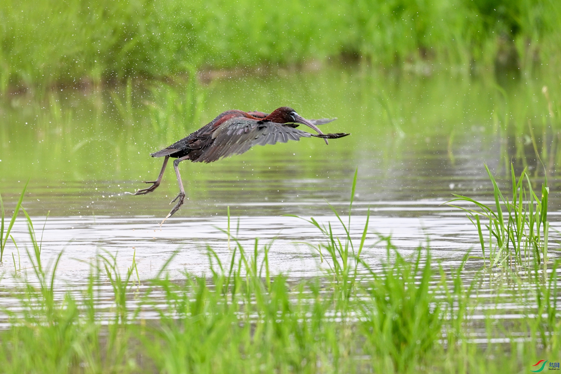 DSC_7977.JPG