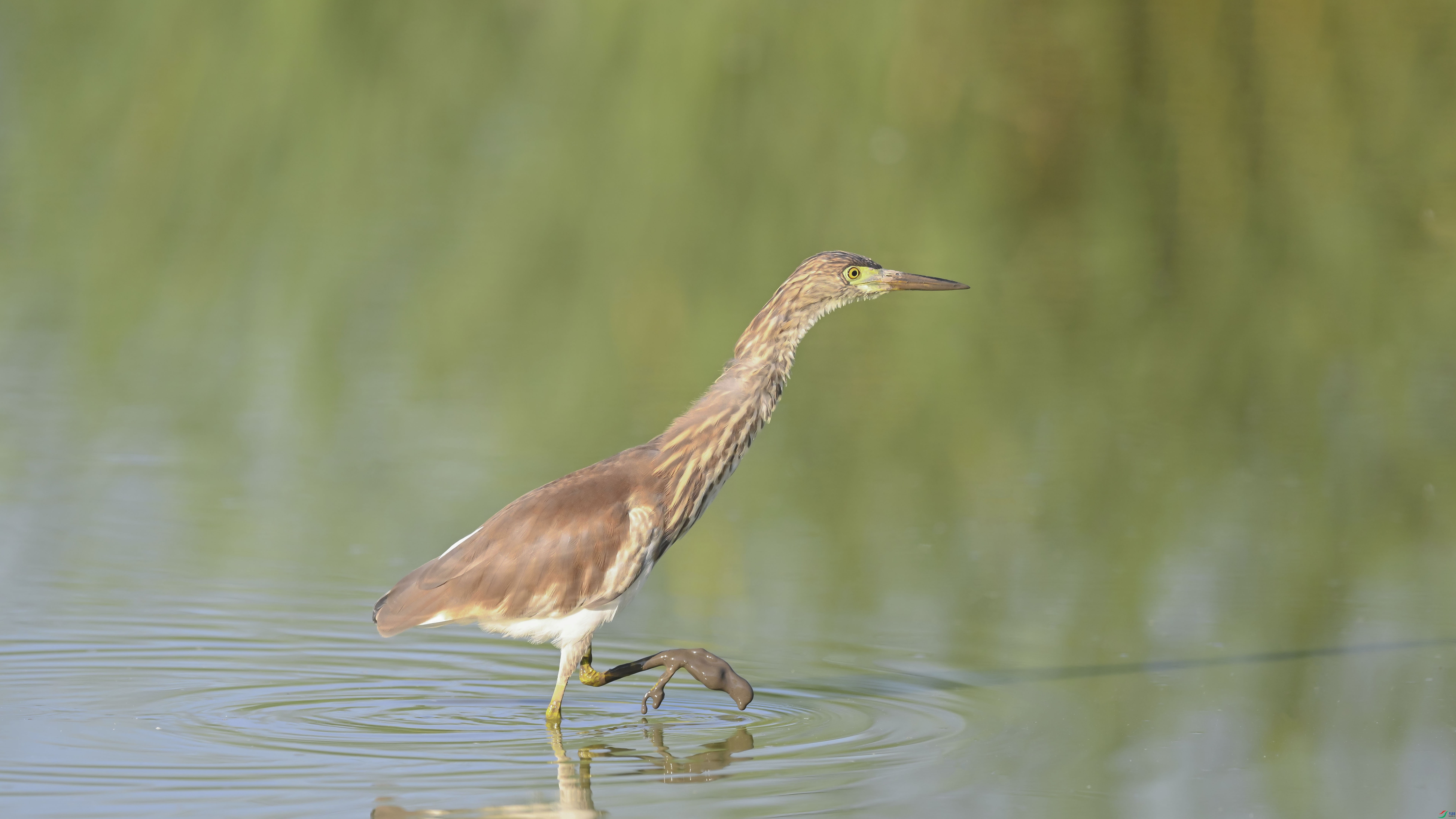 DSC_6658_����.jpg