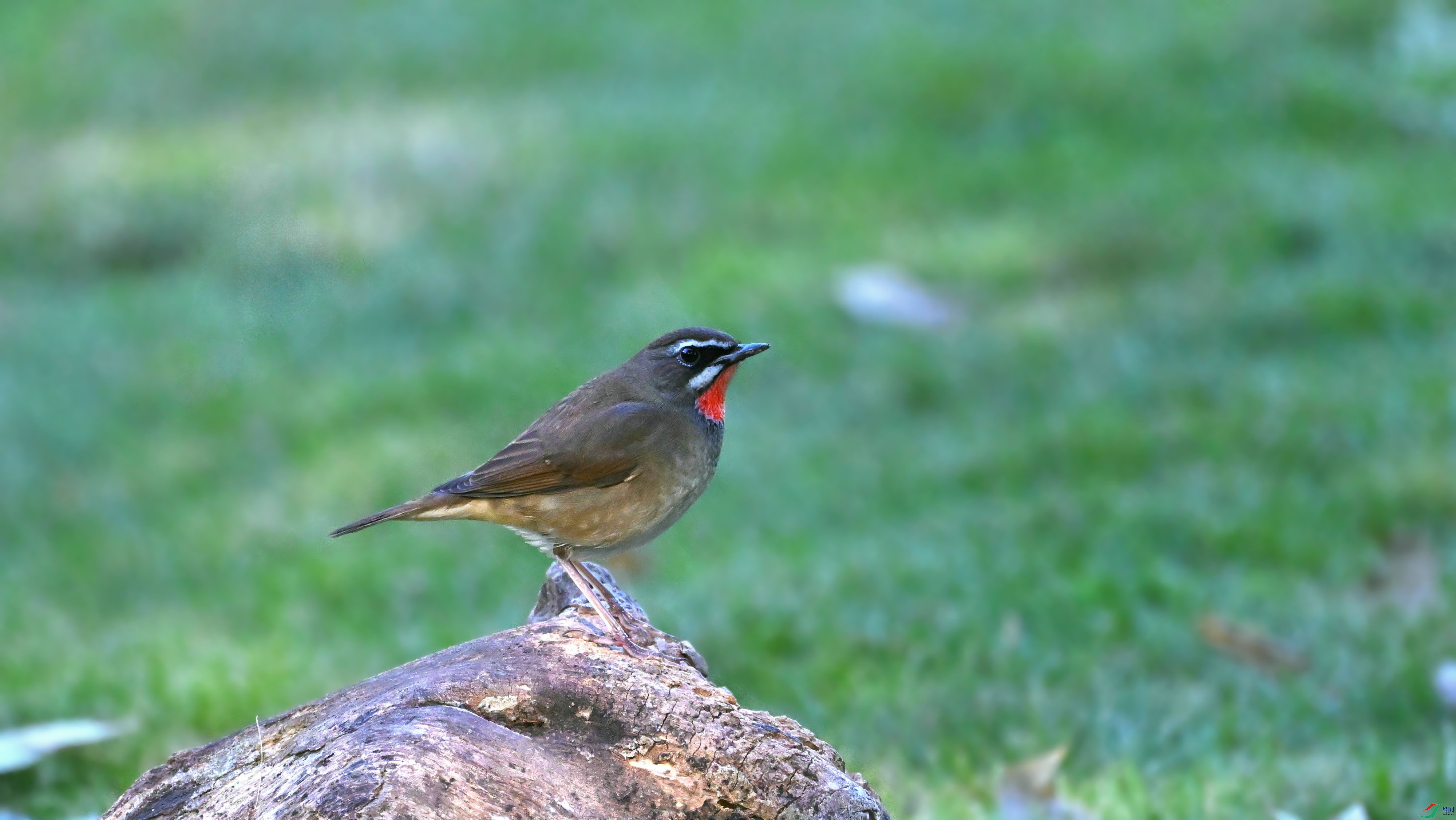 DSC_5574.JPG