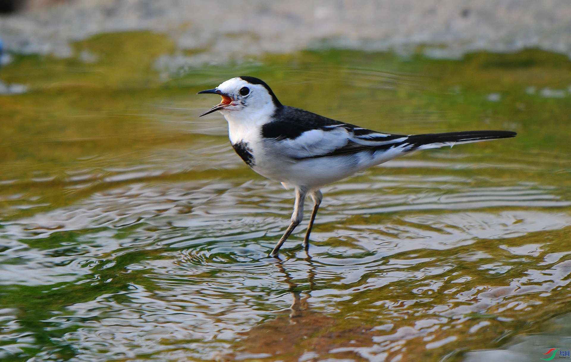 DSC_2775.jpg