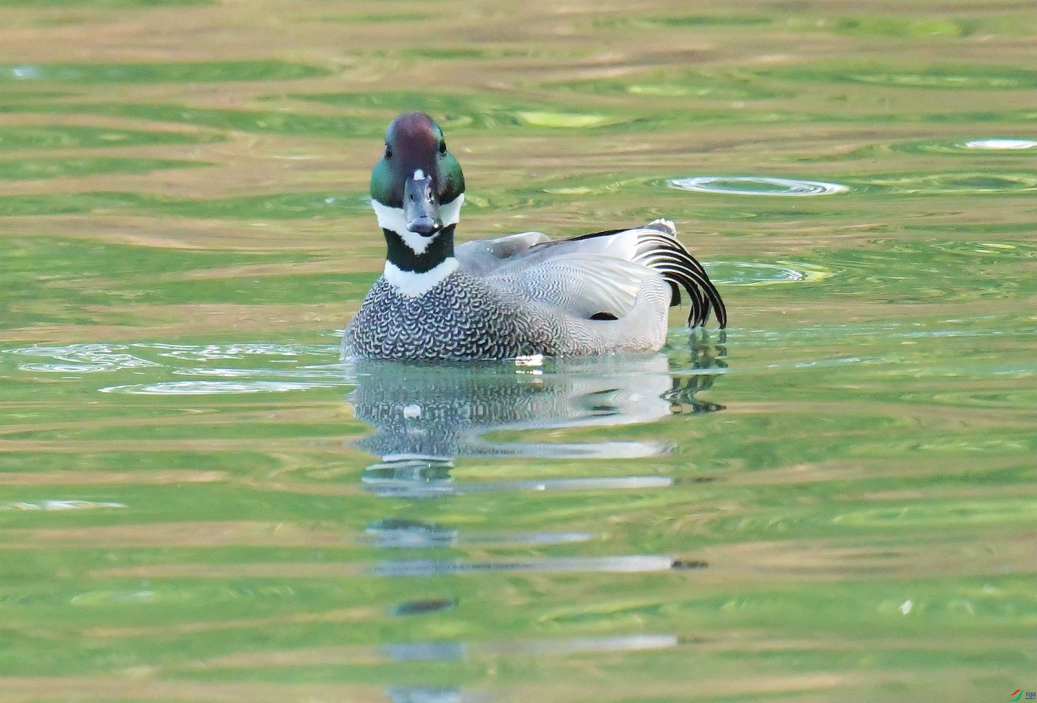 DSC_3962.JPG