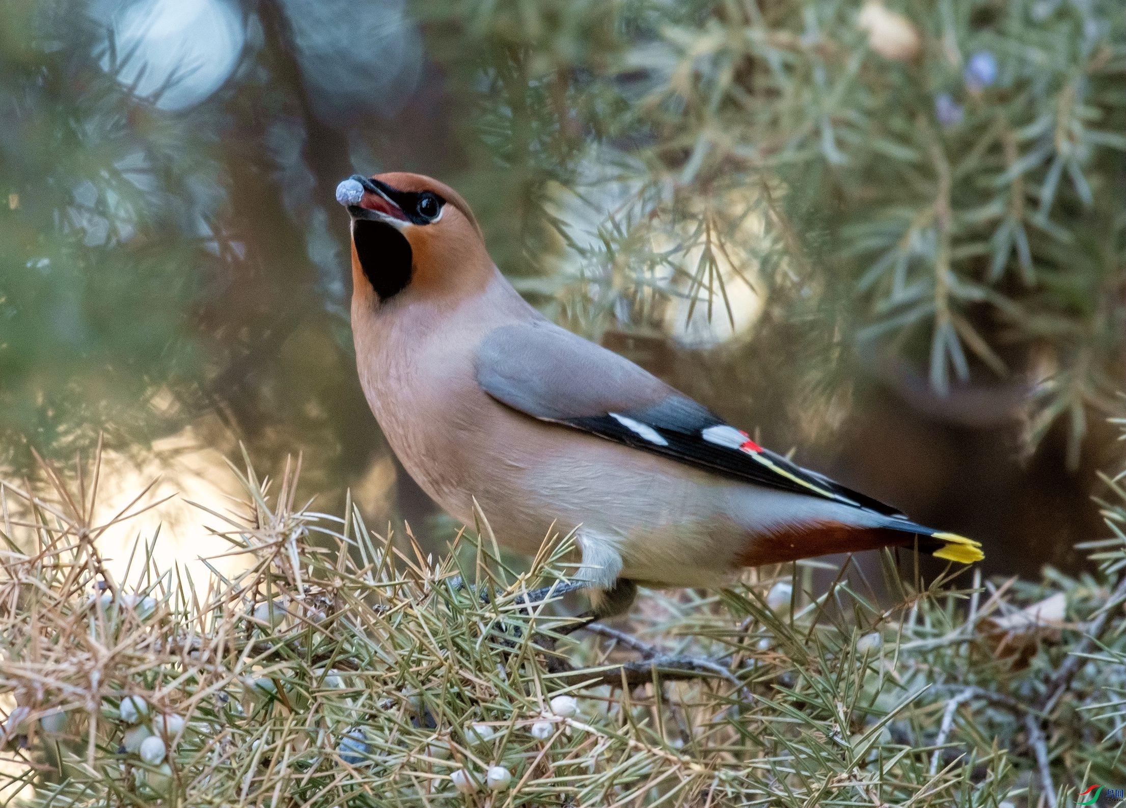 DSC_3085_����.jpg