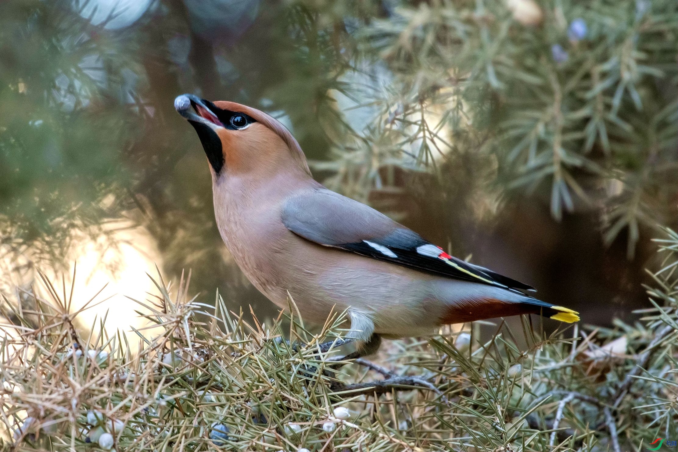 DSC_3084_����.jpg