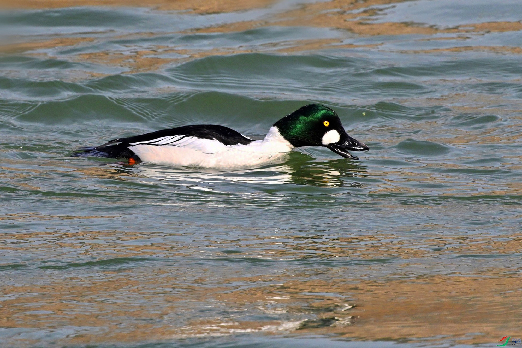 DSC_6210_.jpg
