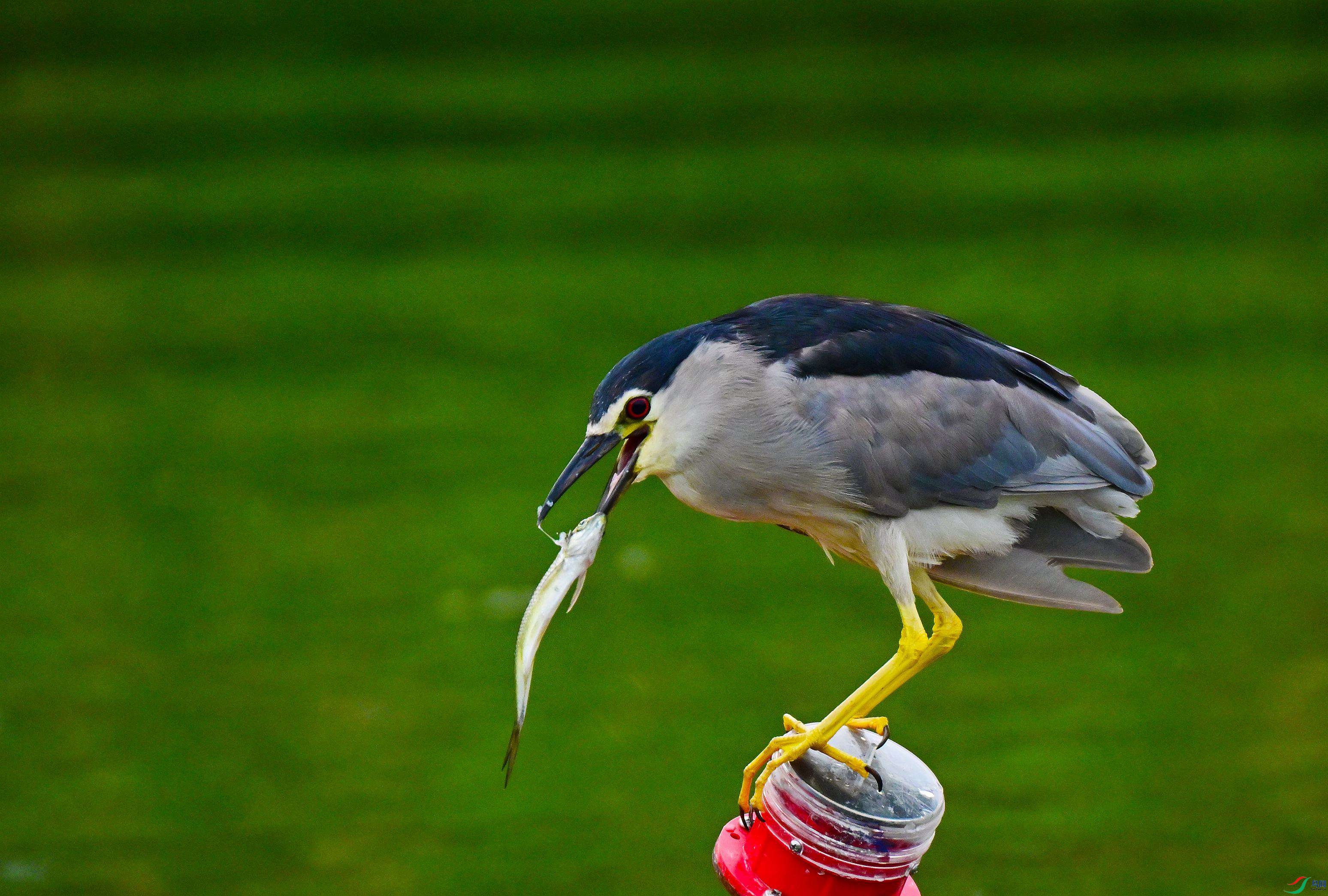 DSC_7462.JPG