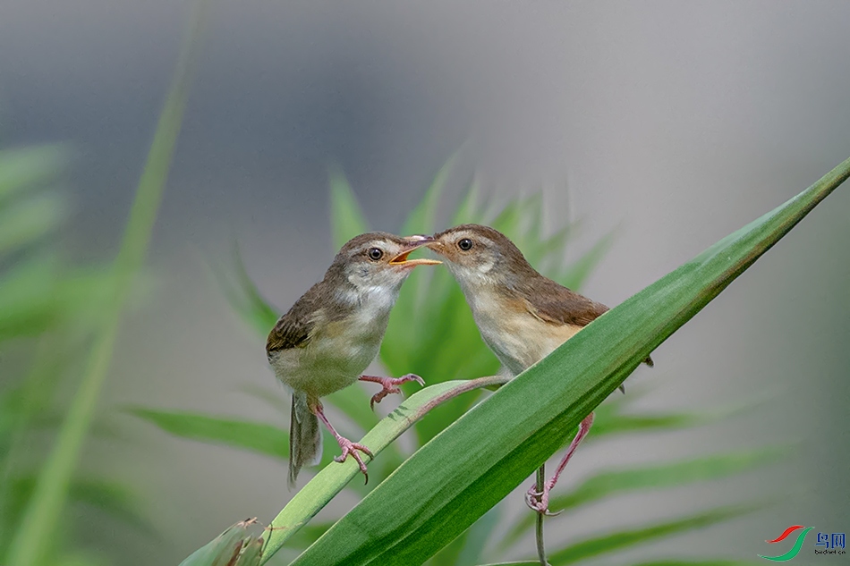 DSC_2268AB.jpg