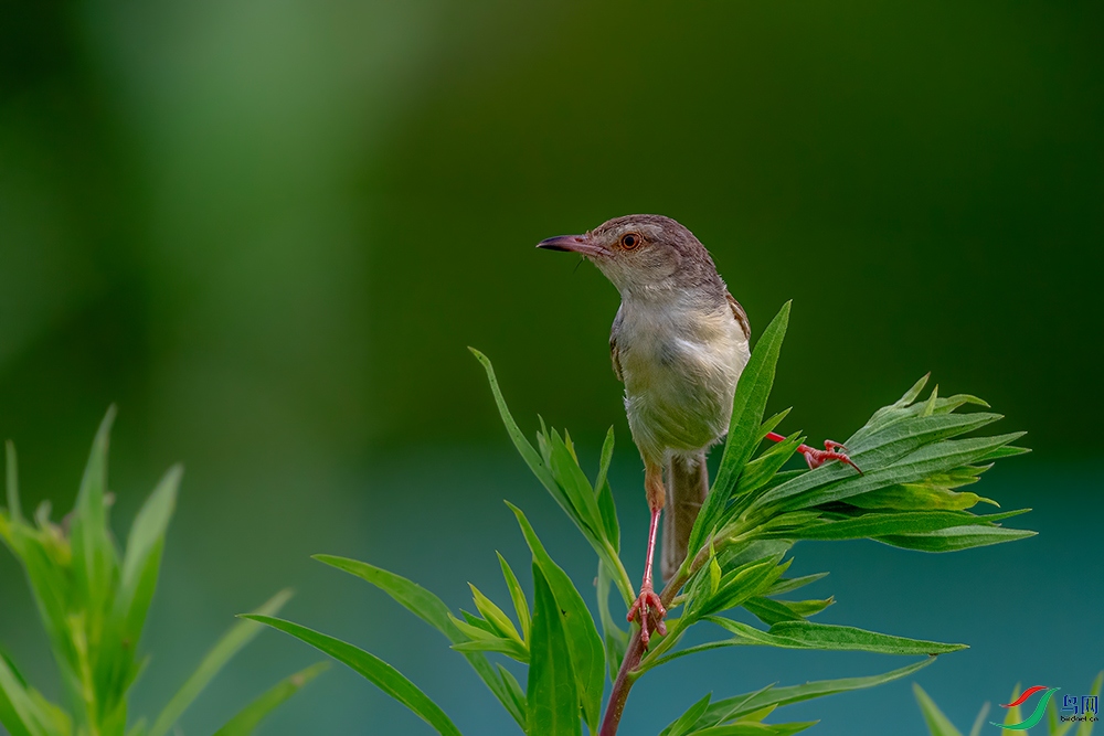 DSC_2403AB.jpg