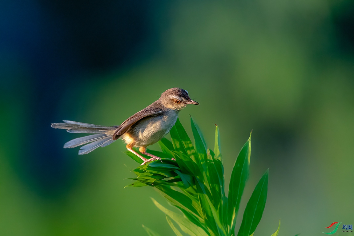 DSC_3046AB.jpg