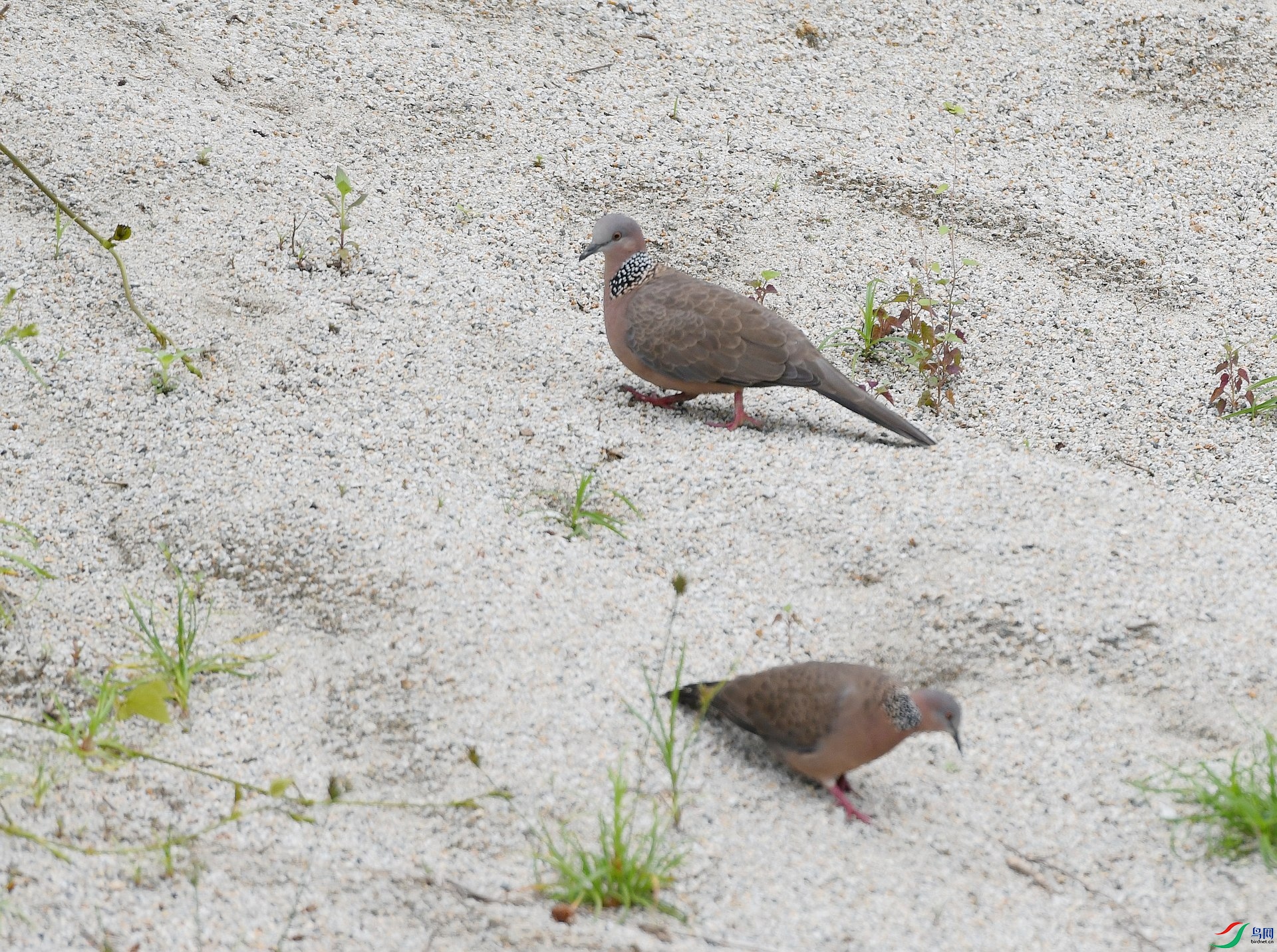 DSC_6535.jpg