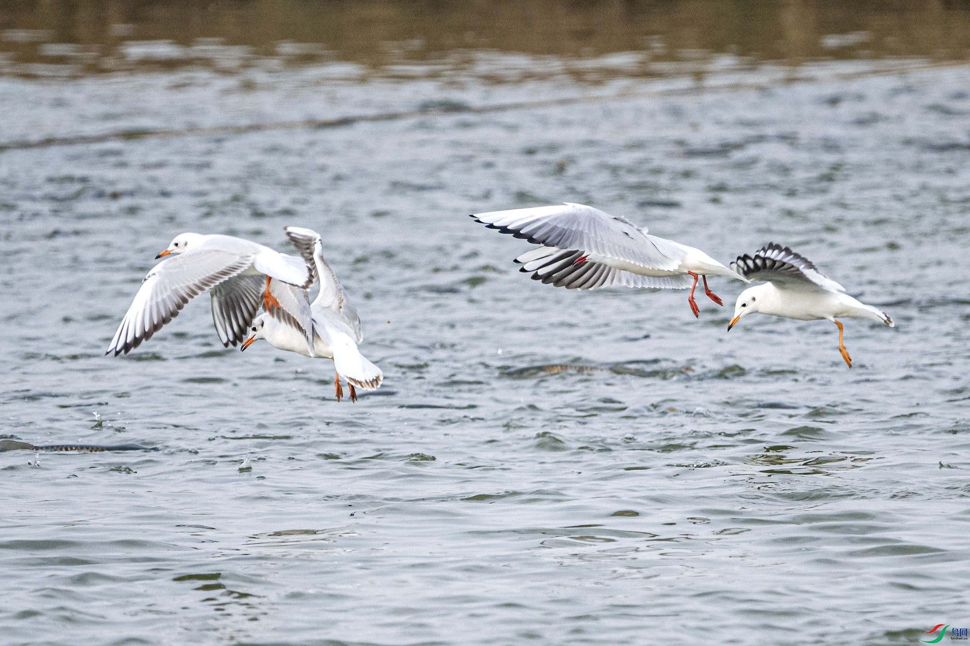 DSC_0353.jpg