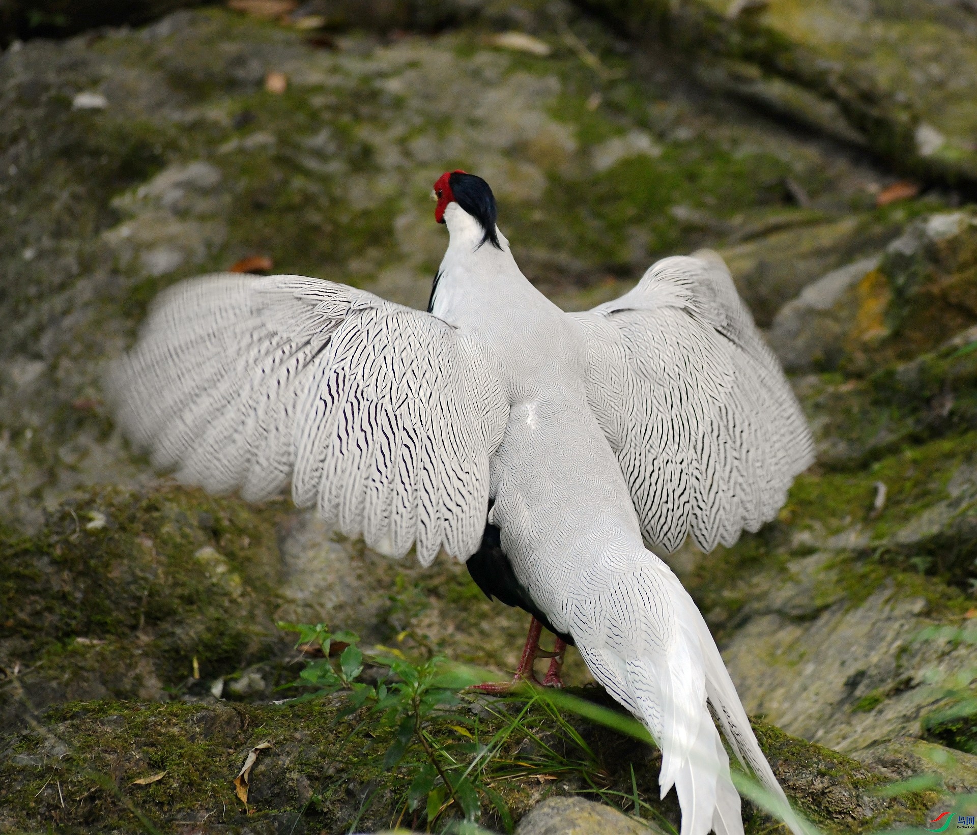 DSC_2587.jpg