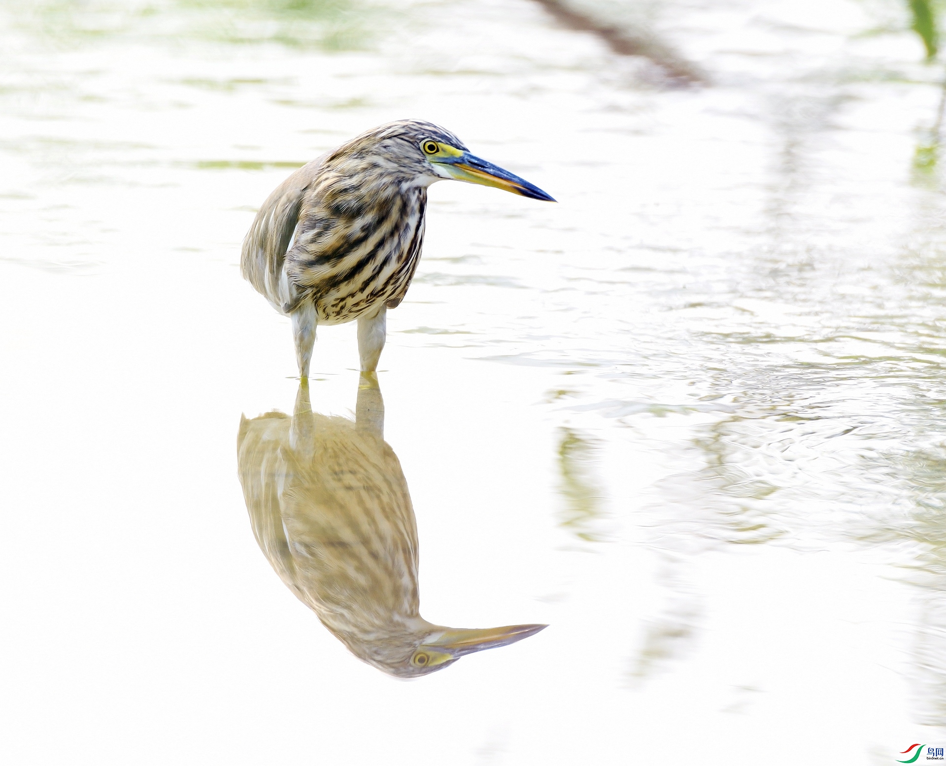 DSC_1031.jpg