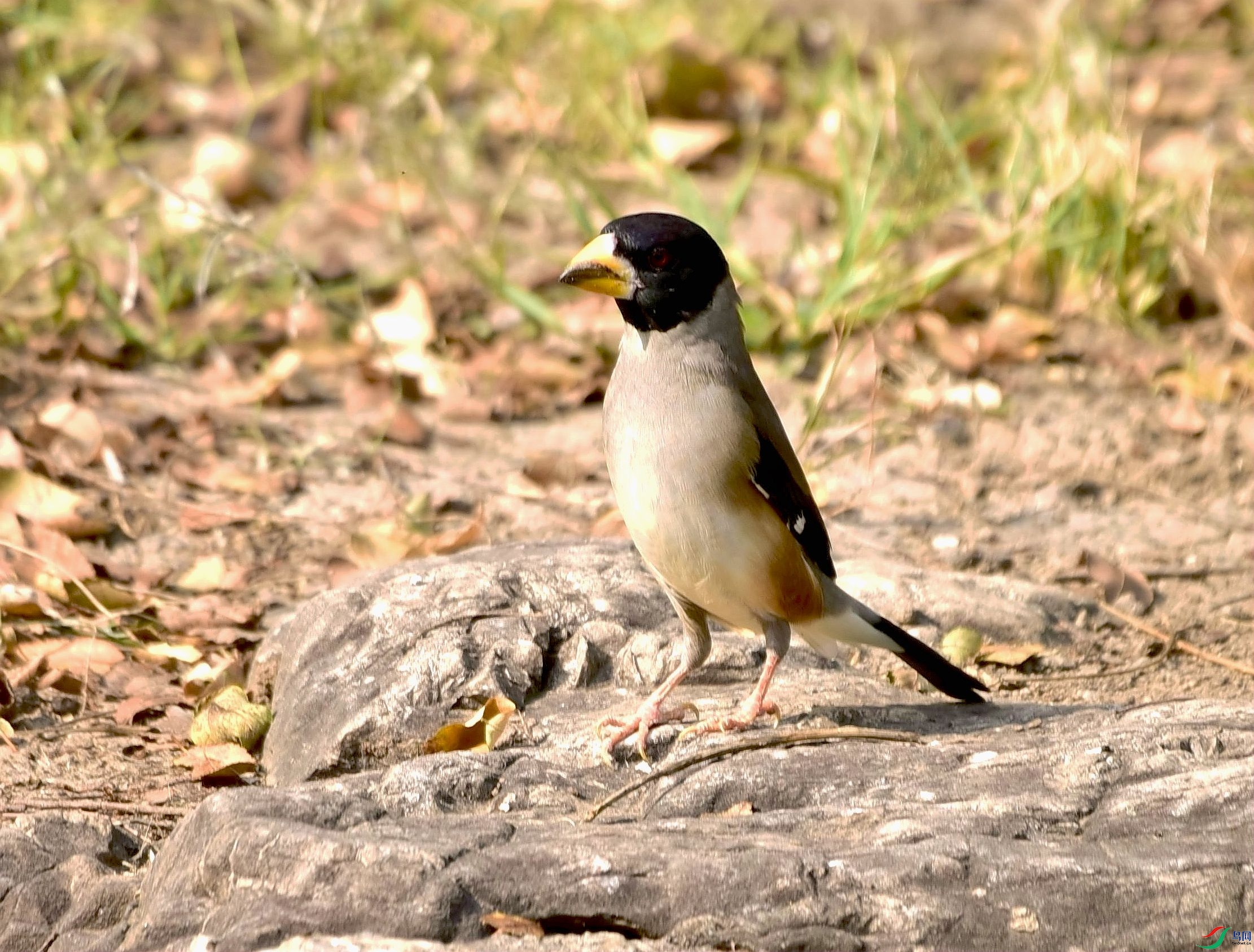 DSC_1741_����.jpg