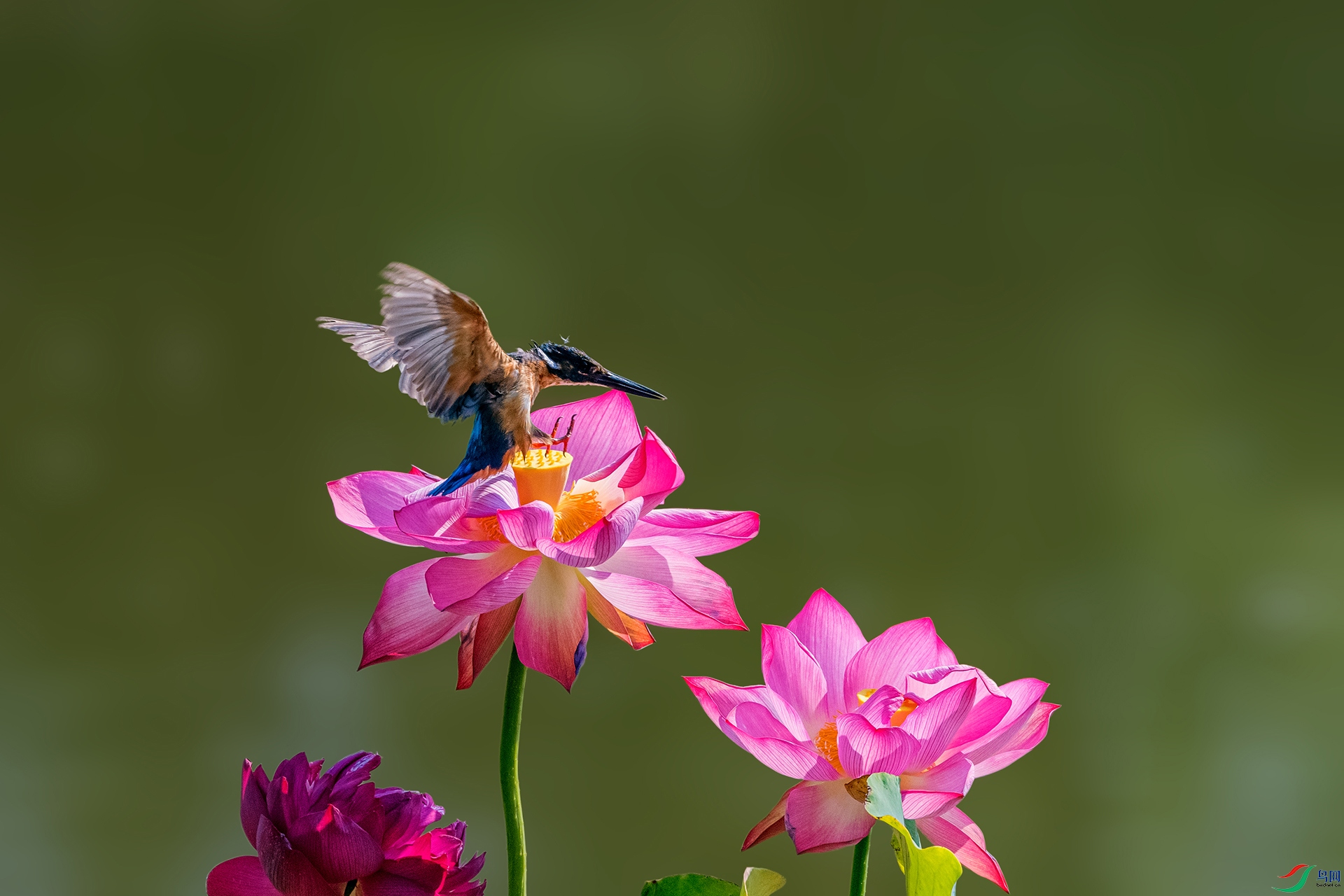 _AUU7407 ����ͼ(25.7.29).jpg