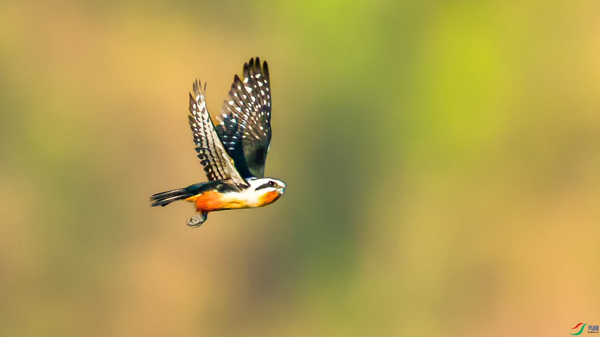 a_64138-1.JPG