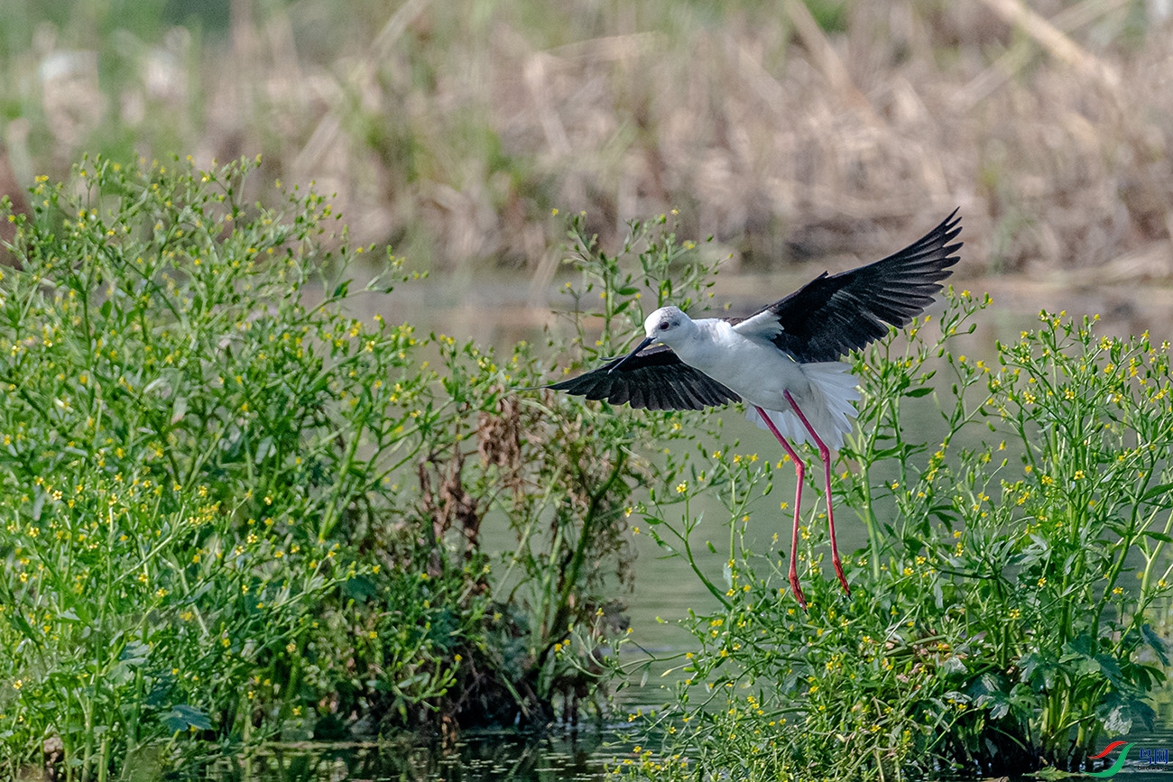 DSC_5910.jpg