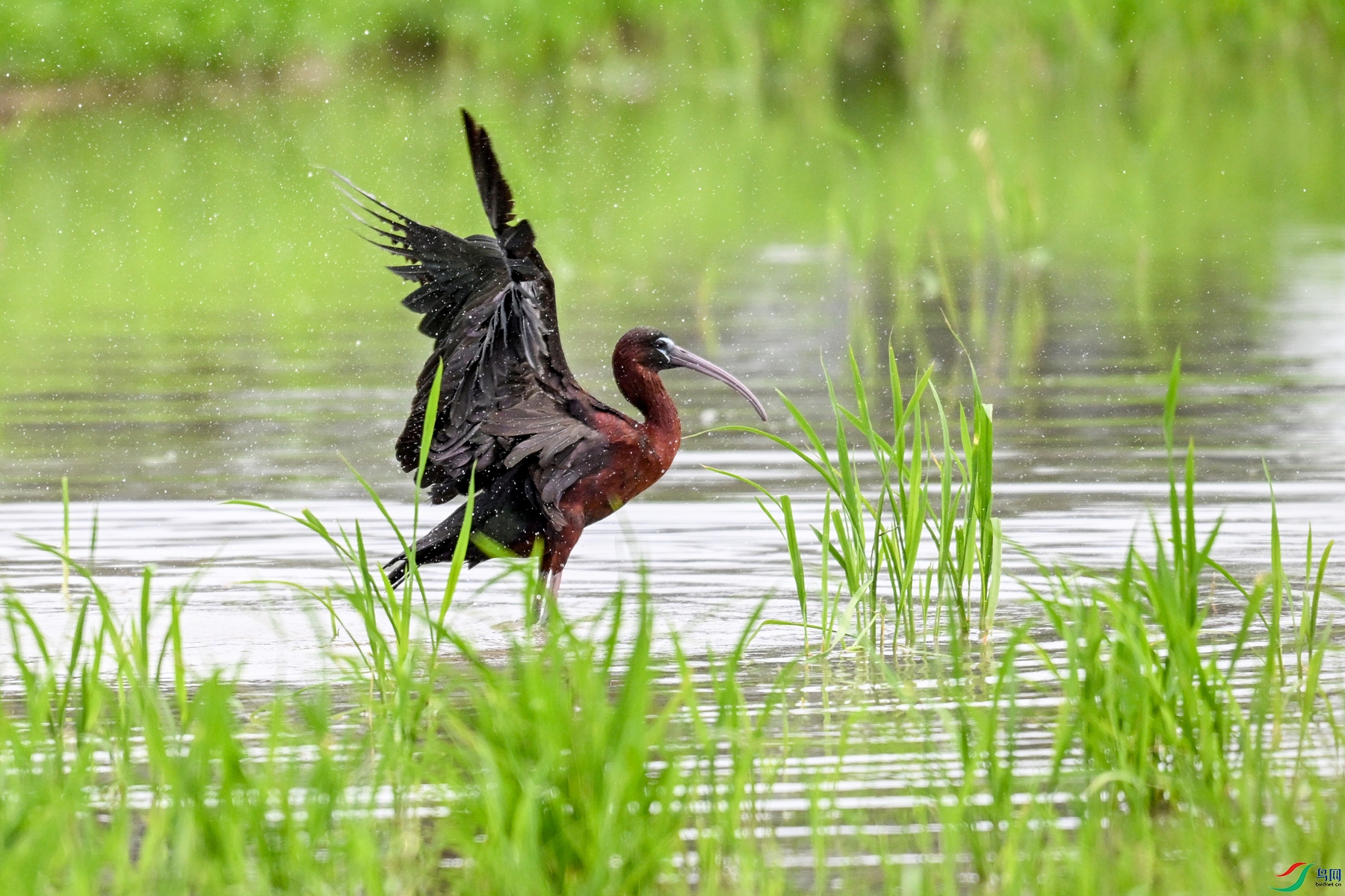 DSC_7985.JPG