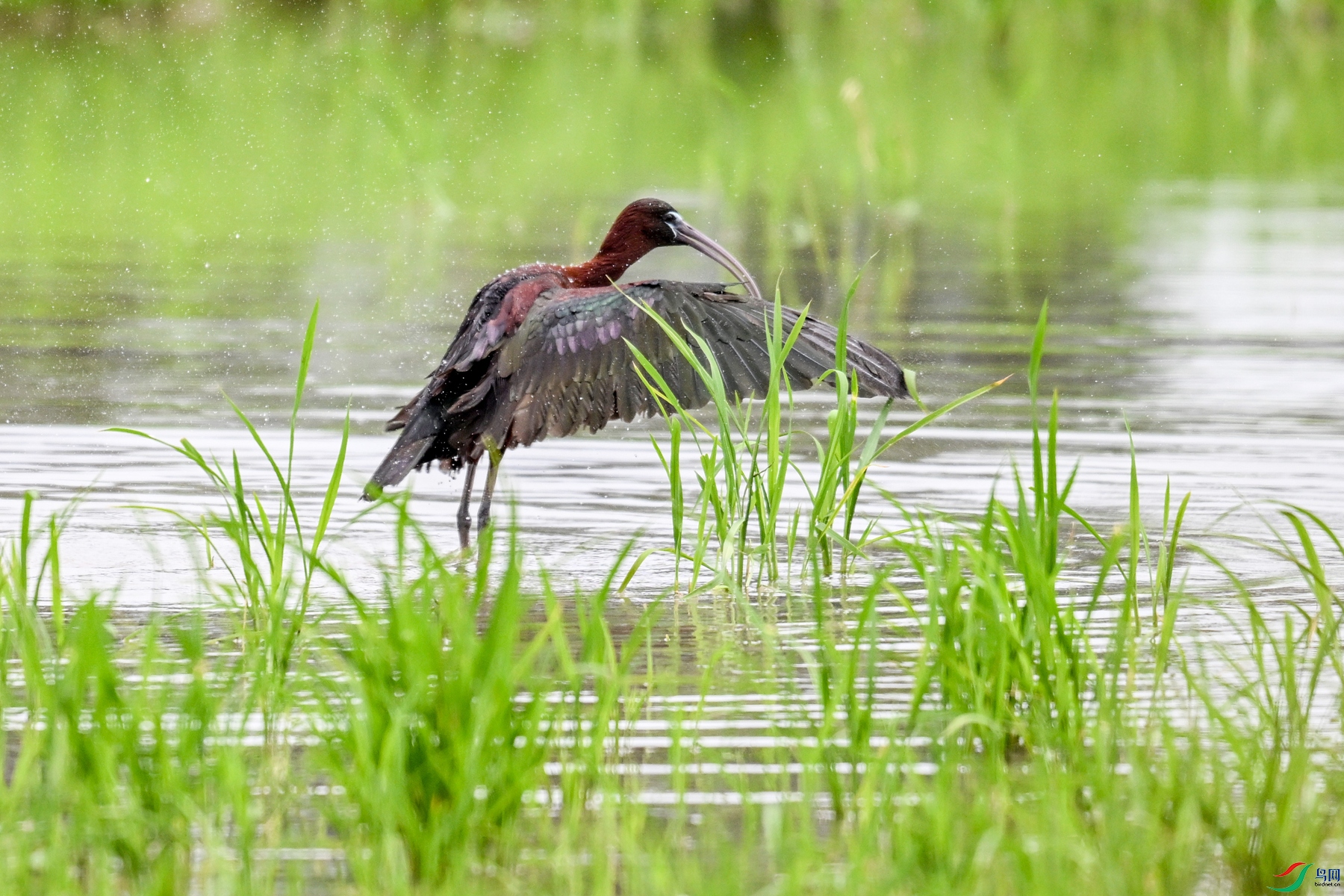 DSC_7987.JPG