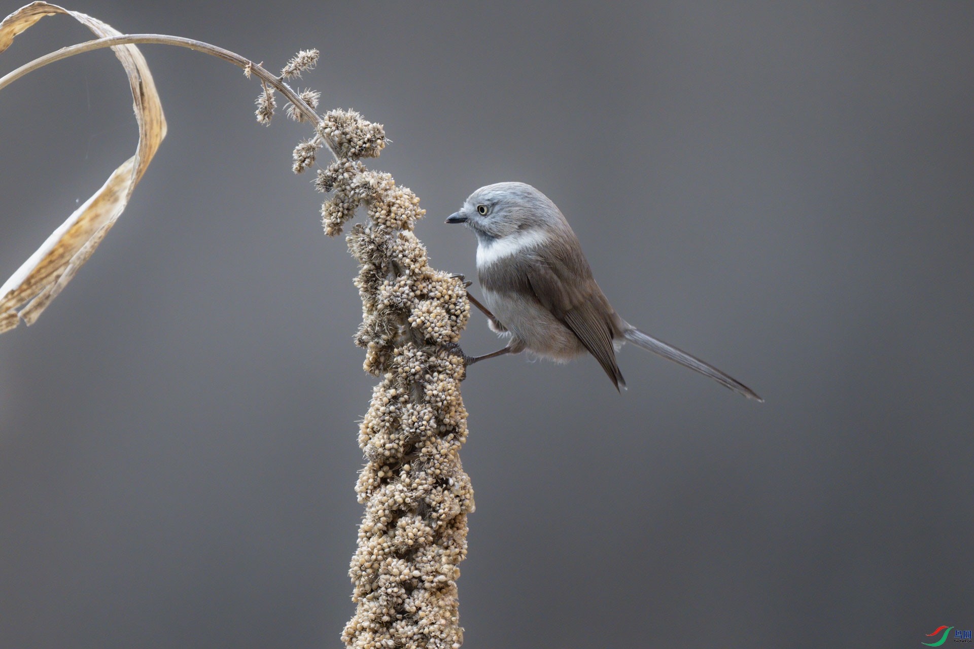 DSC_2660sen2024-1-14-15-�༭.jpg