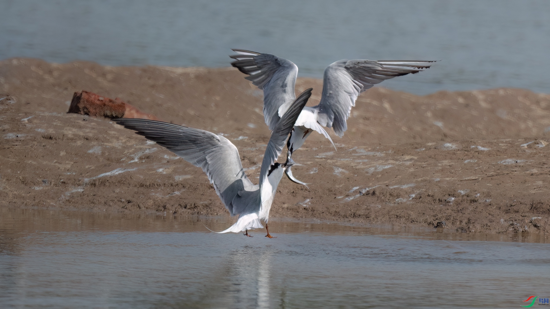 DSC_3034sen2026-5-19-10-�༭.jpg