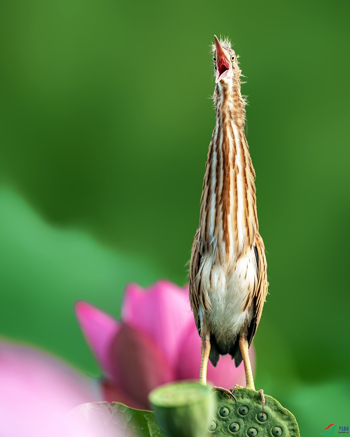 DSC03727-����ǿ-NR.JPG