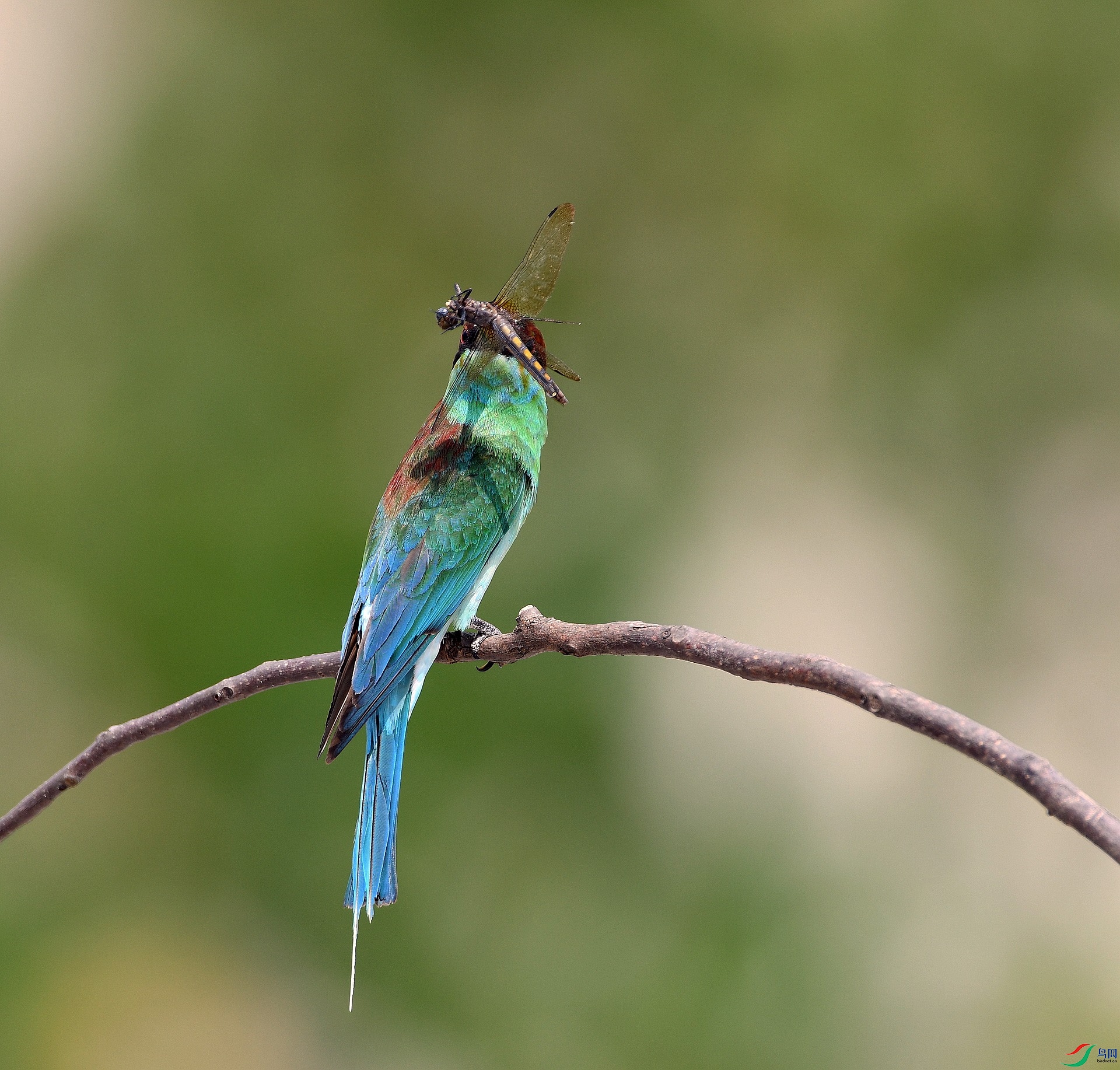 DSC_7746.jpg