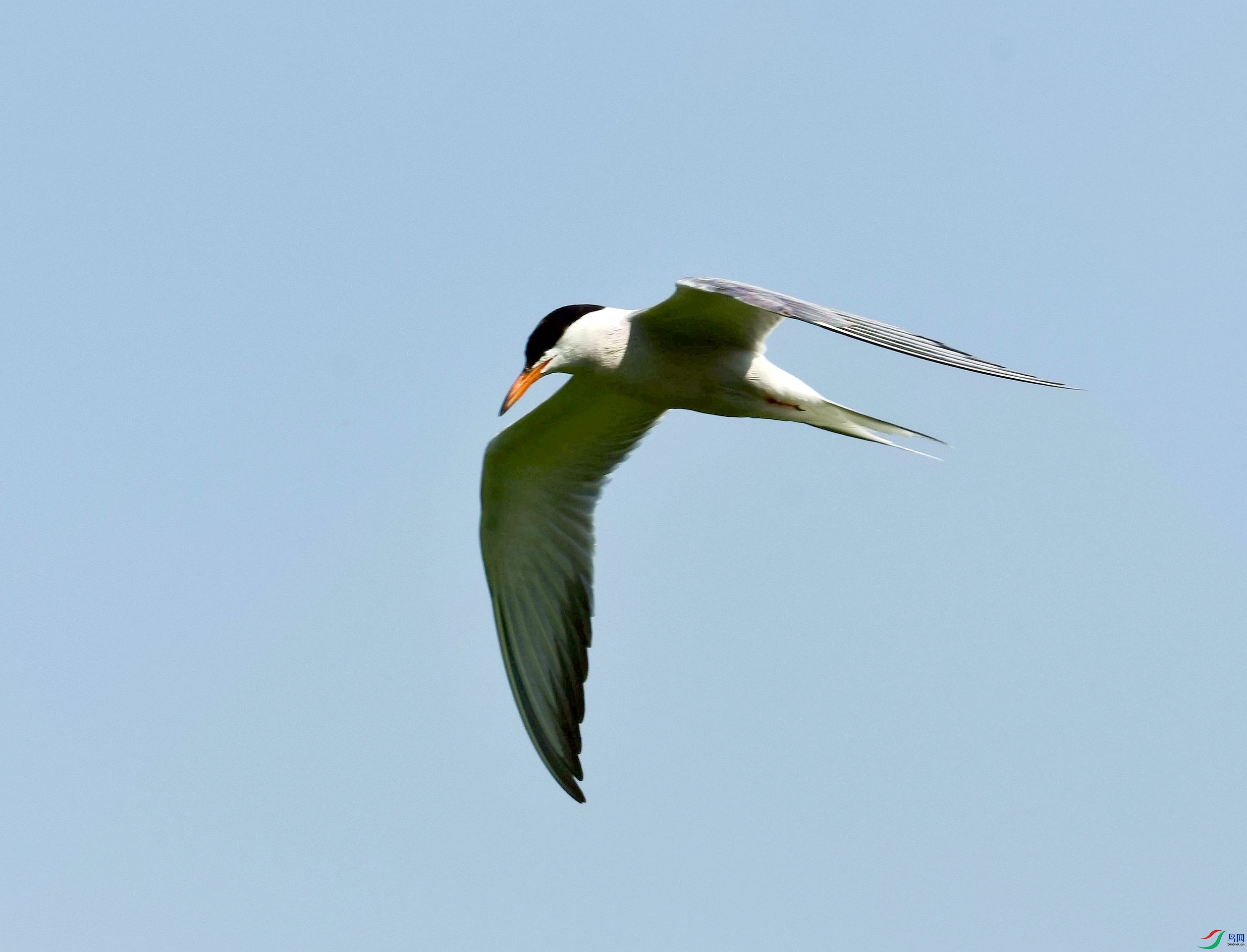 DSC_3403_����.jpg