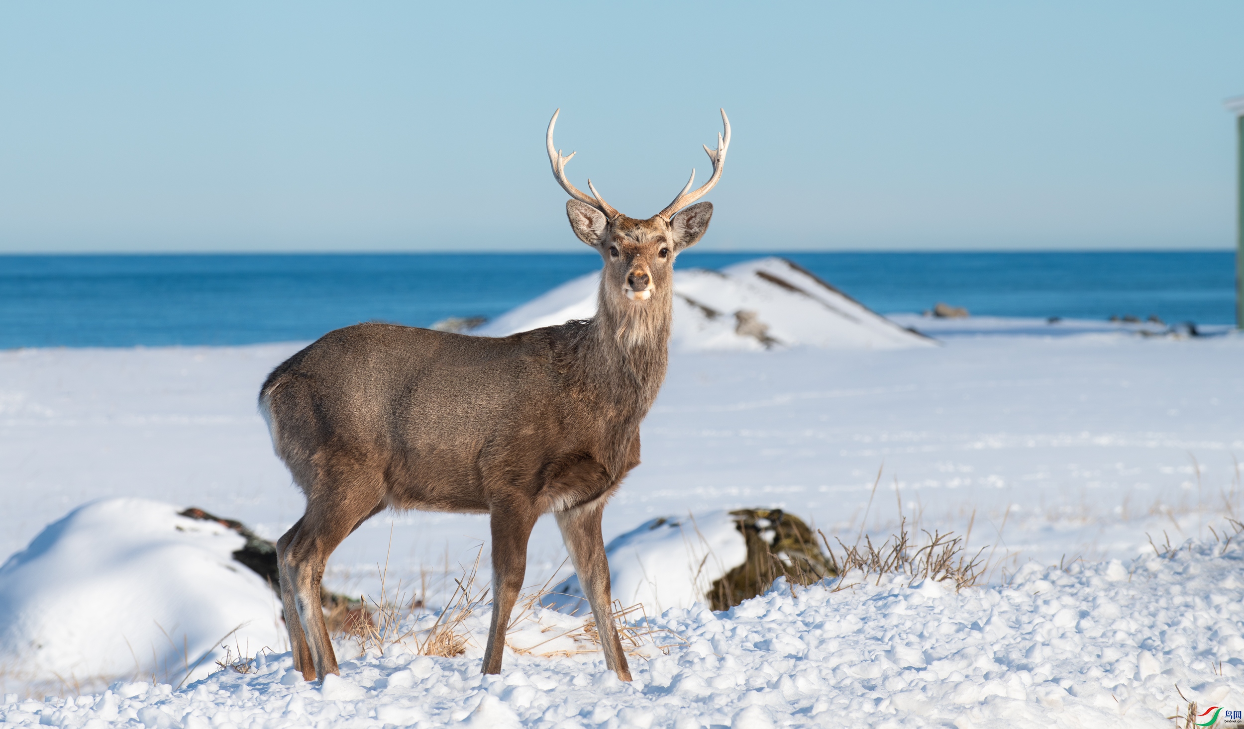 DSC_6583-����ǿ-NR-11.jpg