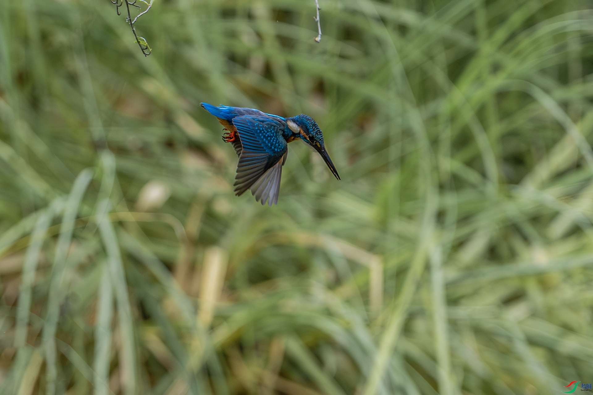 1I9A0515-1ab.jpg