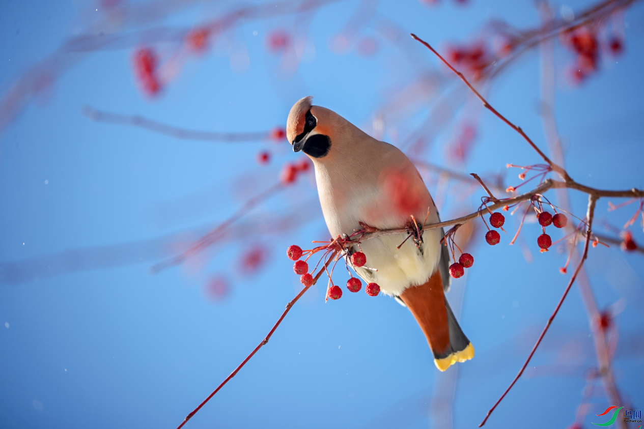 �������ѡ�����23.png