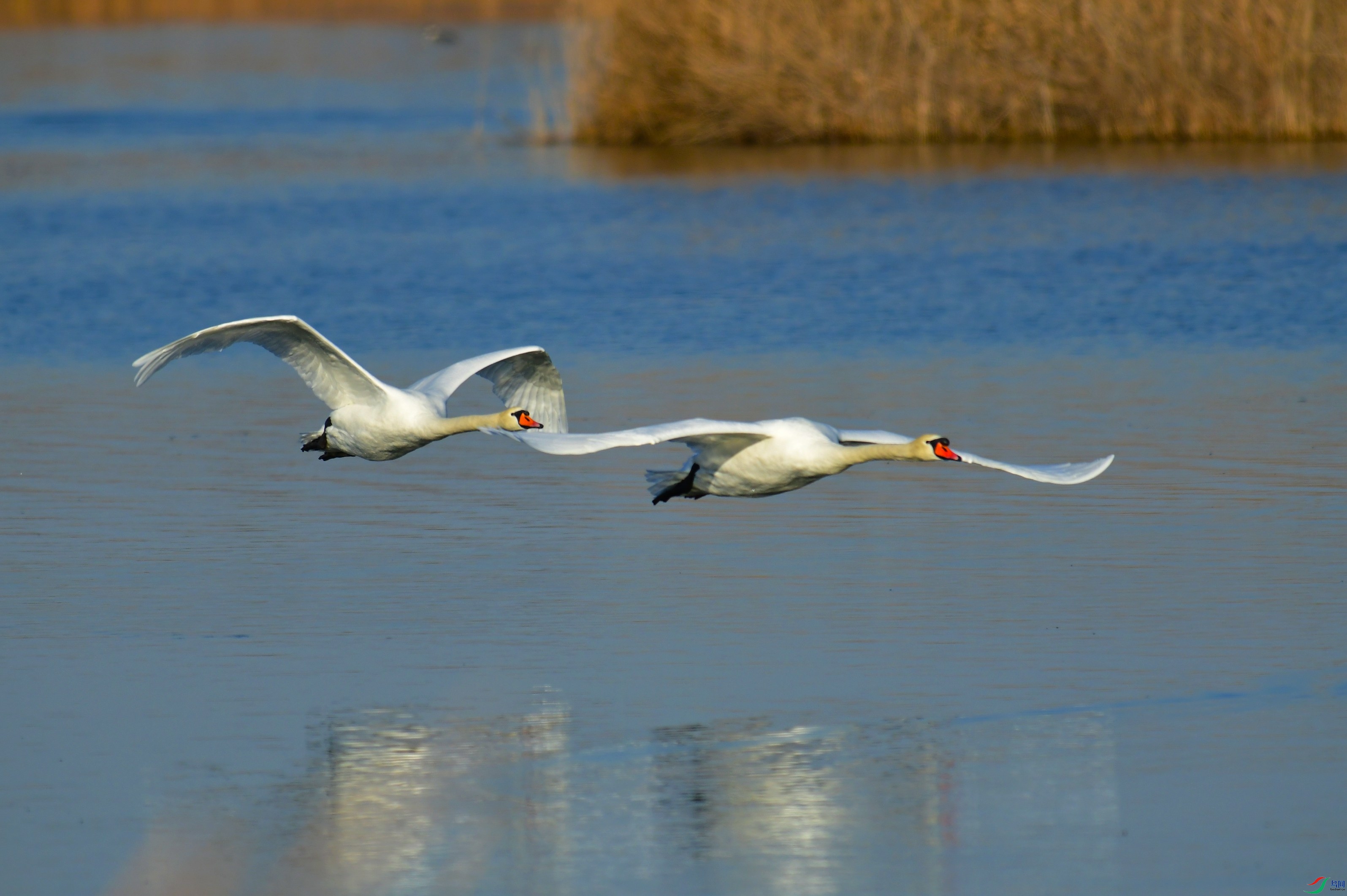 DSC_7787.JPG