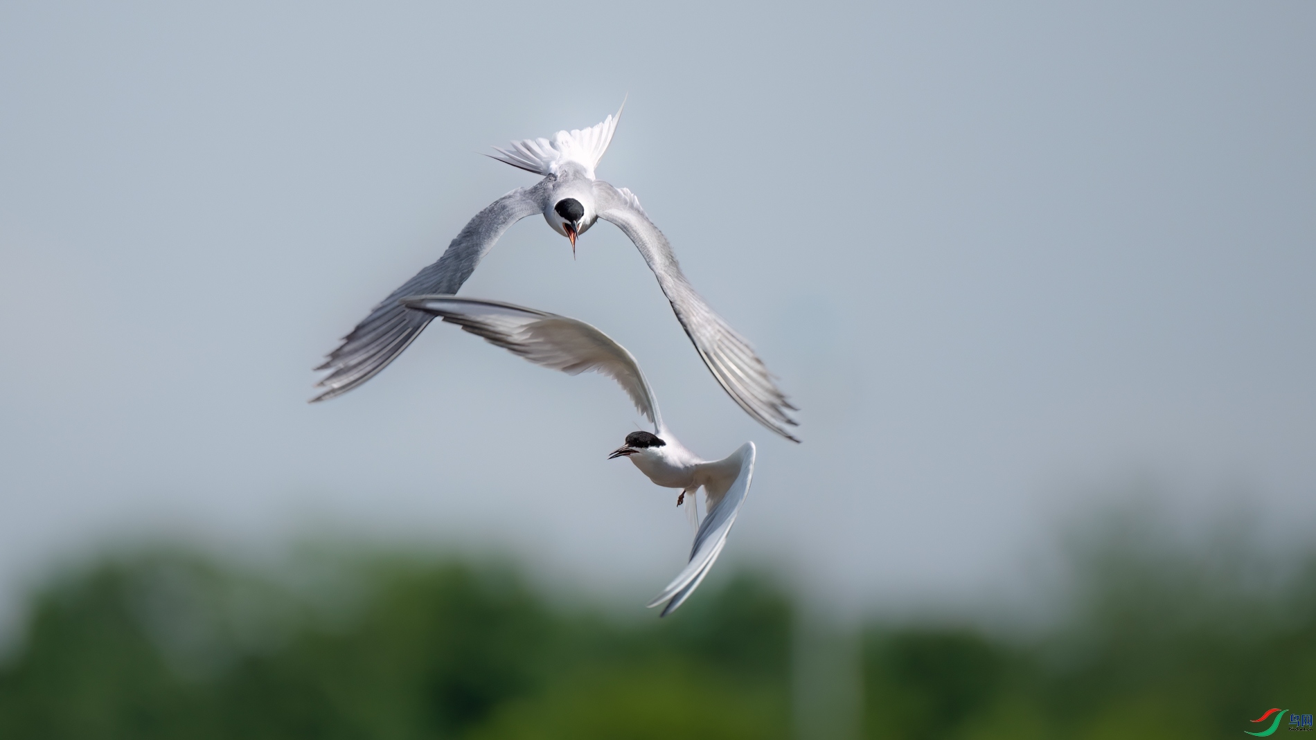 DSC_3321sen2026-5-19-17-�༭.jpg
