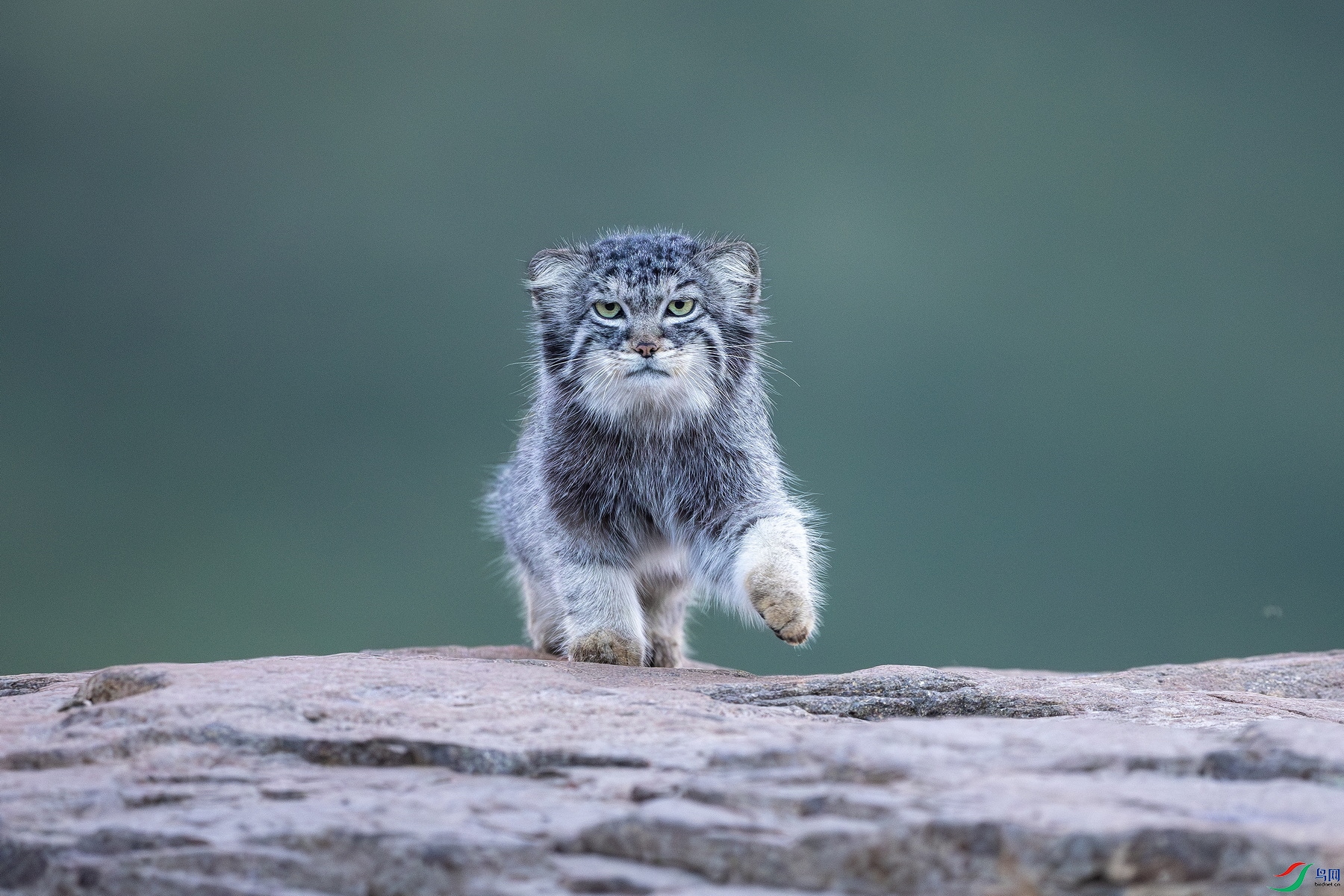 SUNR7420-����ǿ-NR_2.jpg