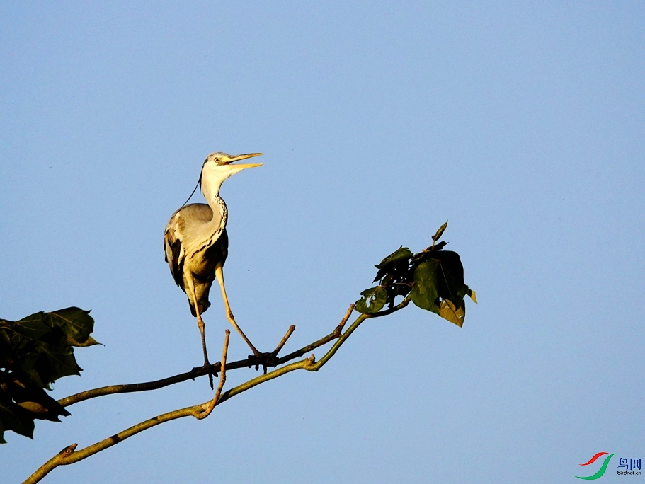 _DSC8796.JPG