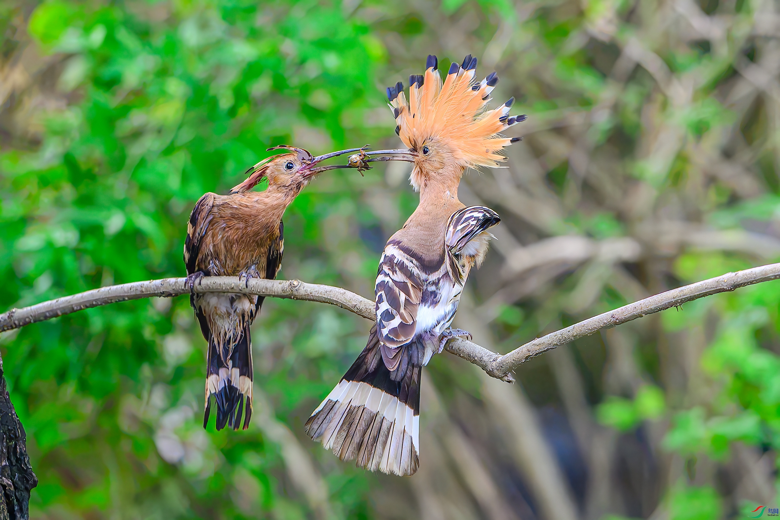 DSC_2023AB.jpg