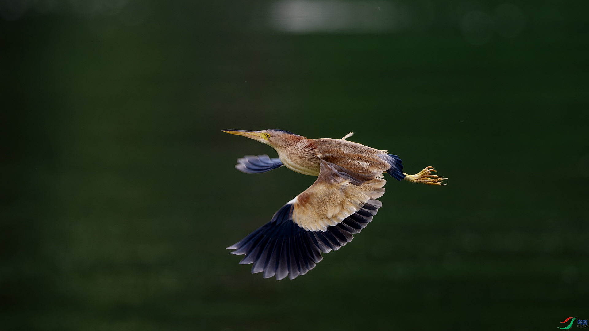 DSC_9138-����ǿ-NR ����.jpg