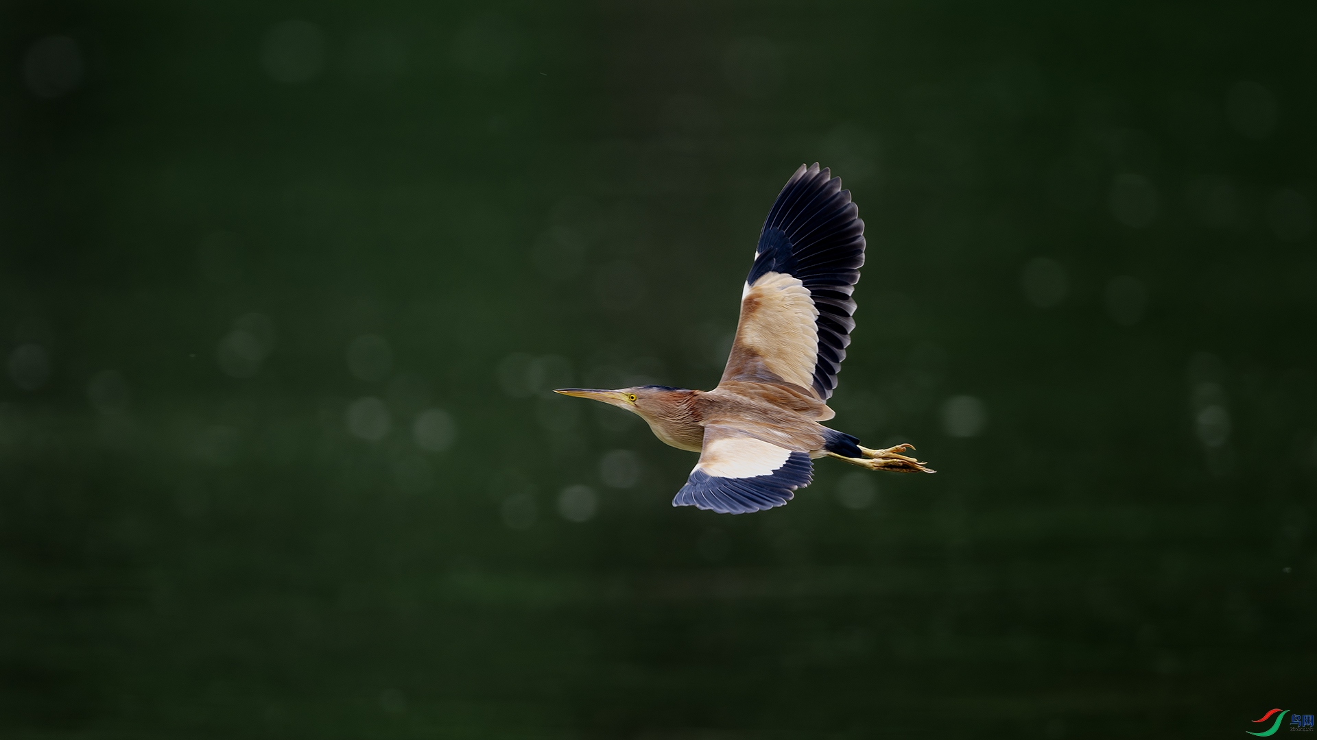 DSC_9129-����ǿ-NR ����.jpg