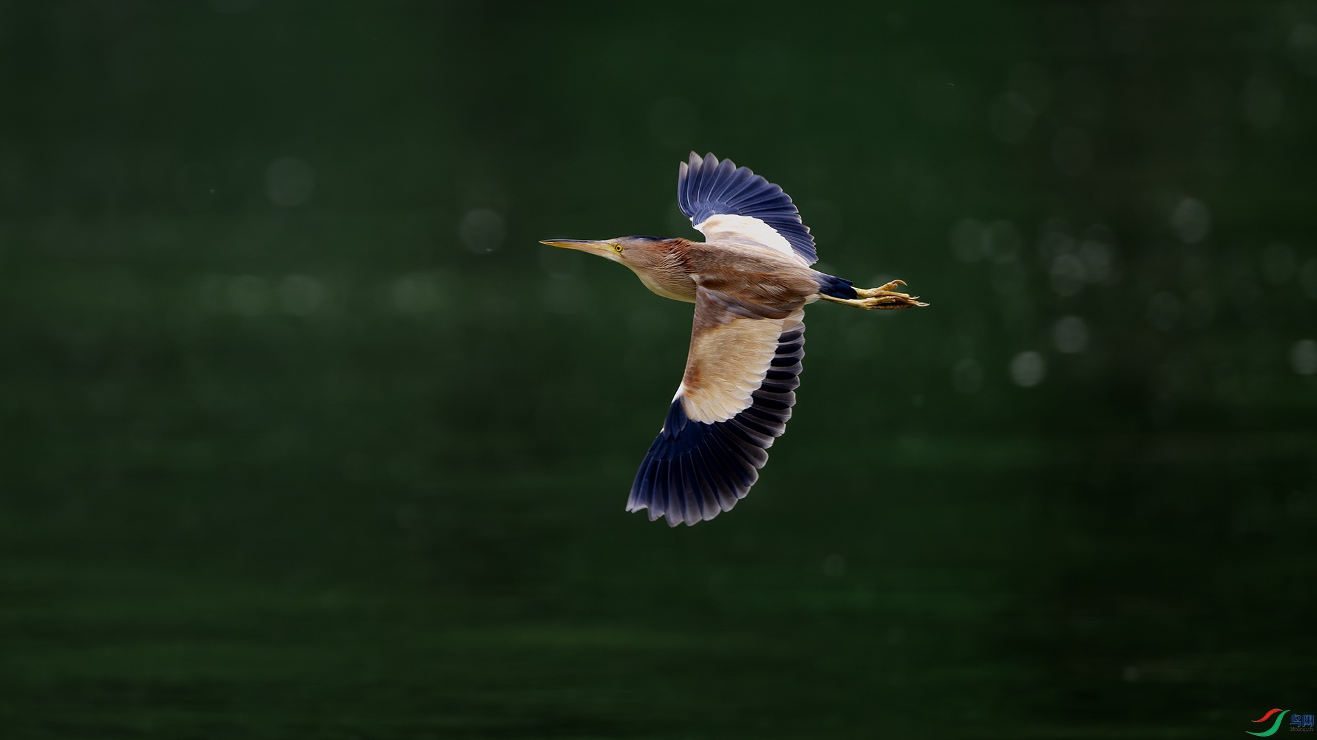 DSC_9130-����ǿ-NR ����.jpg