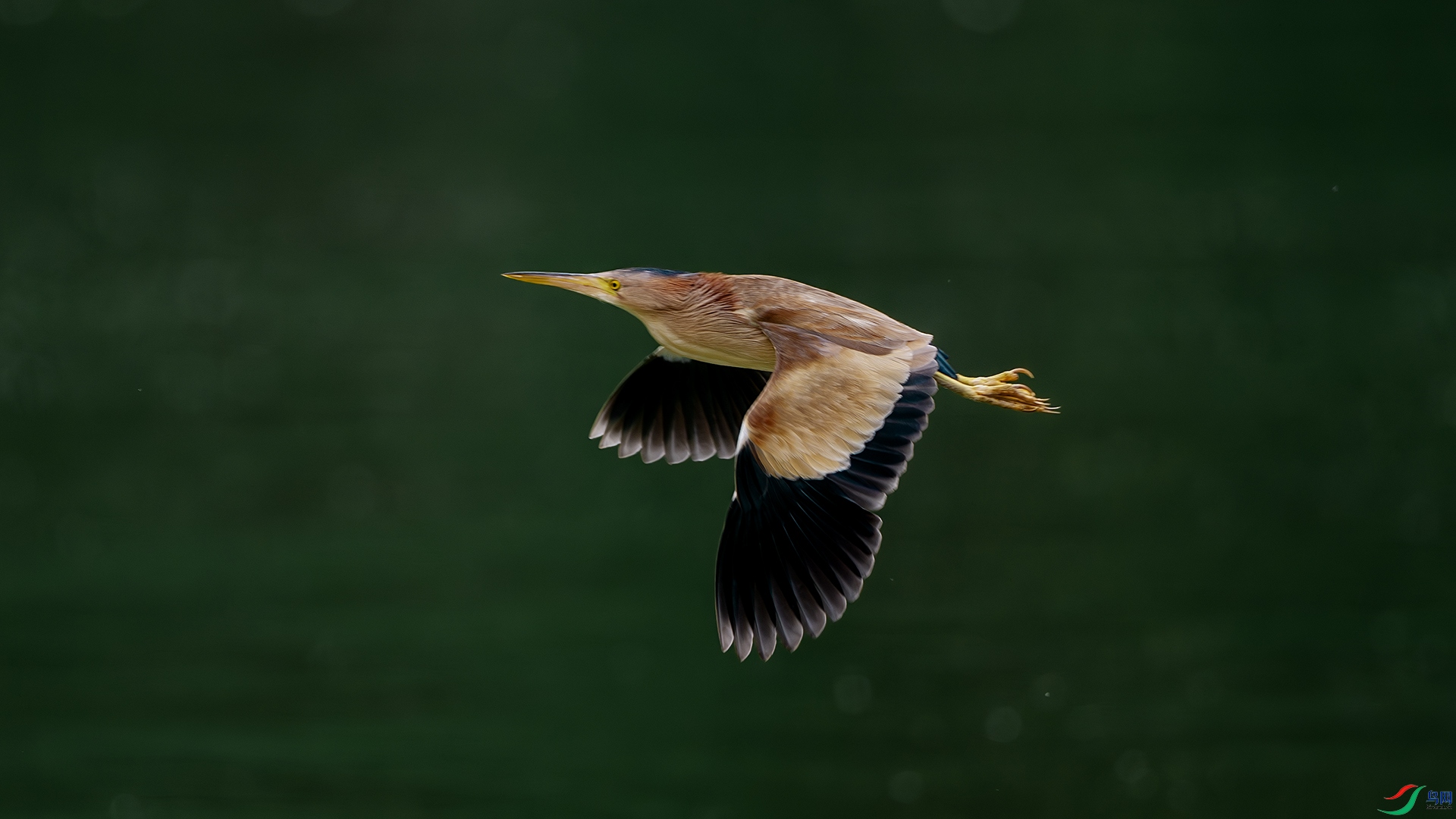 DSC_9133-����ǿ-NR ����.jpg