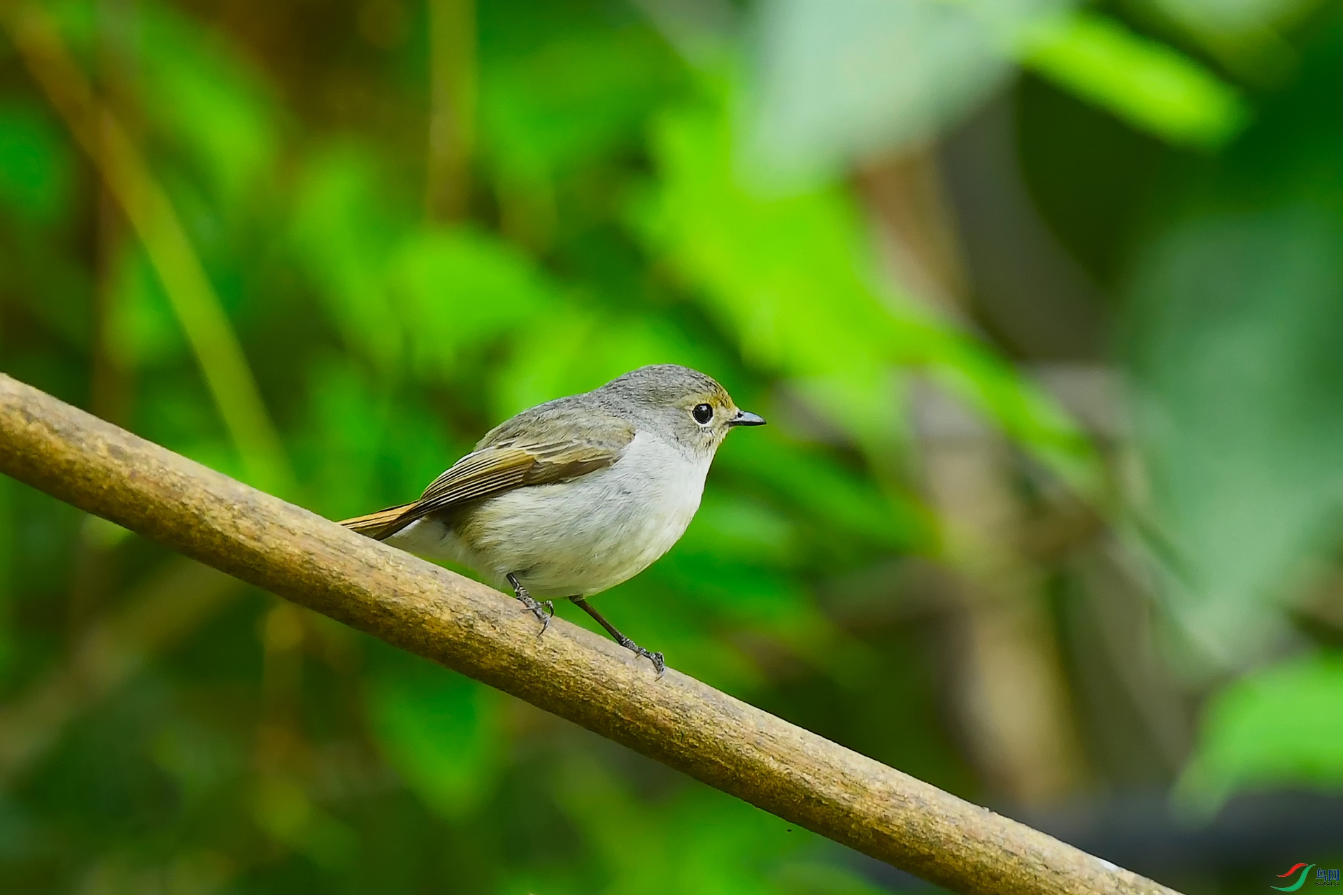 DSC_4723_DxO.jpga.jpg