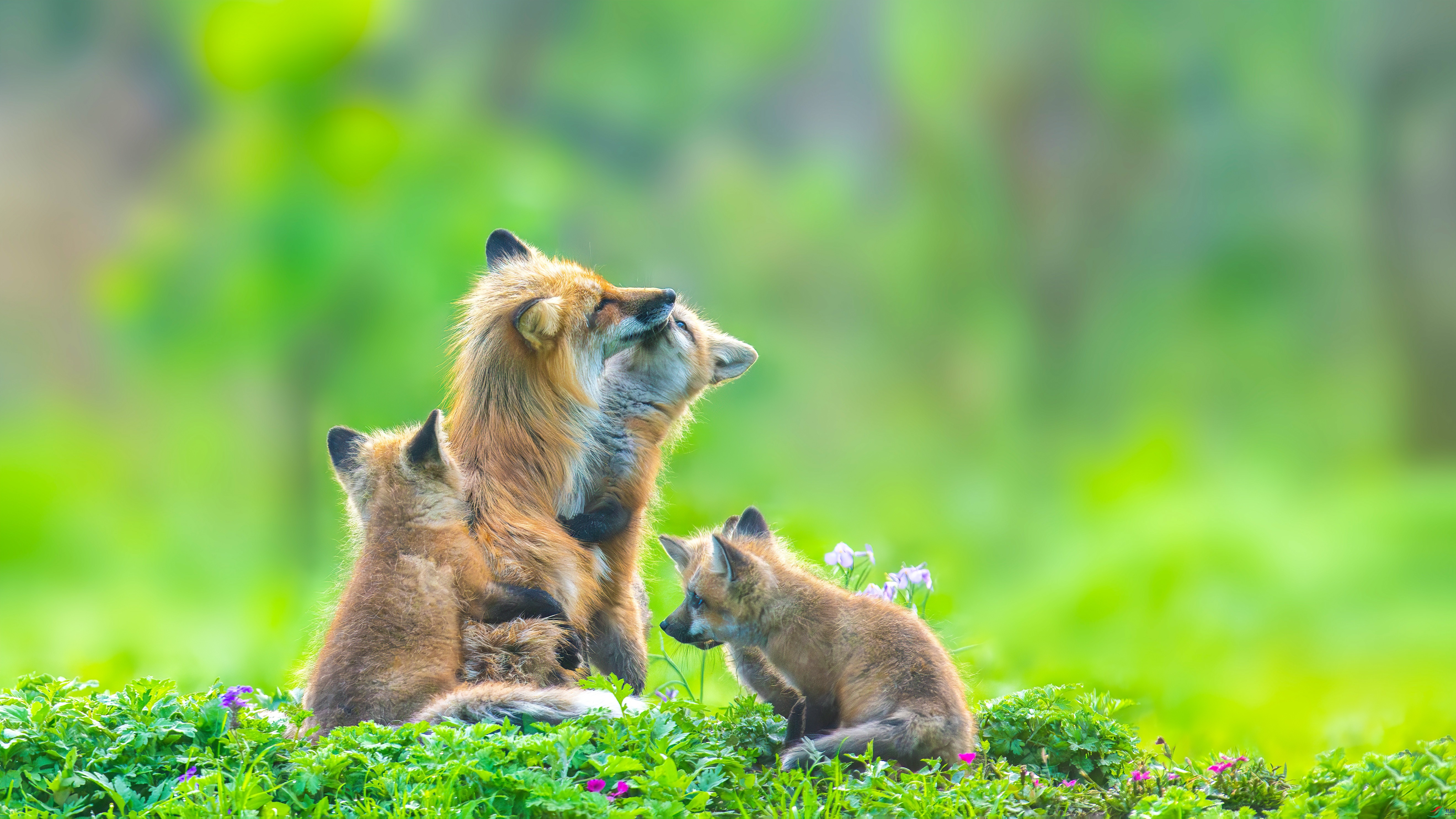 DSC_6436-����ǿ-NR_����.jpg