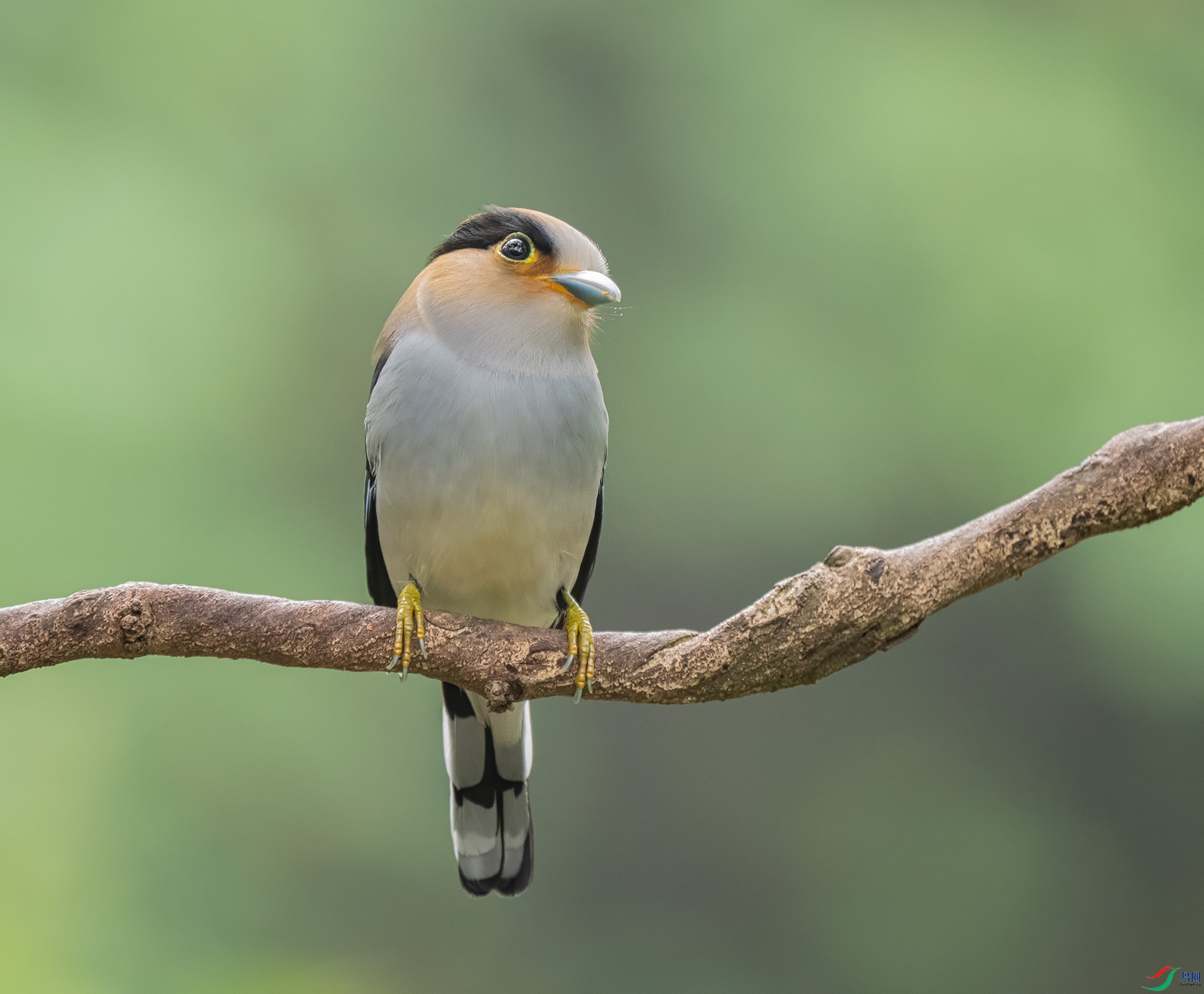 ����˿����  25-2000-ps-tl-  0C156683.jpg