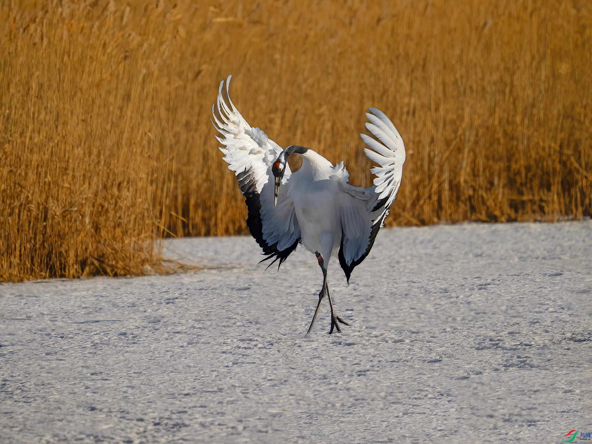 ������