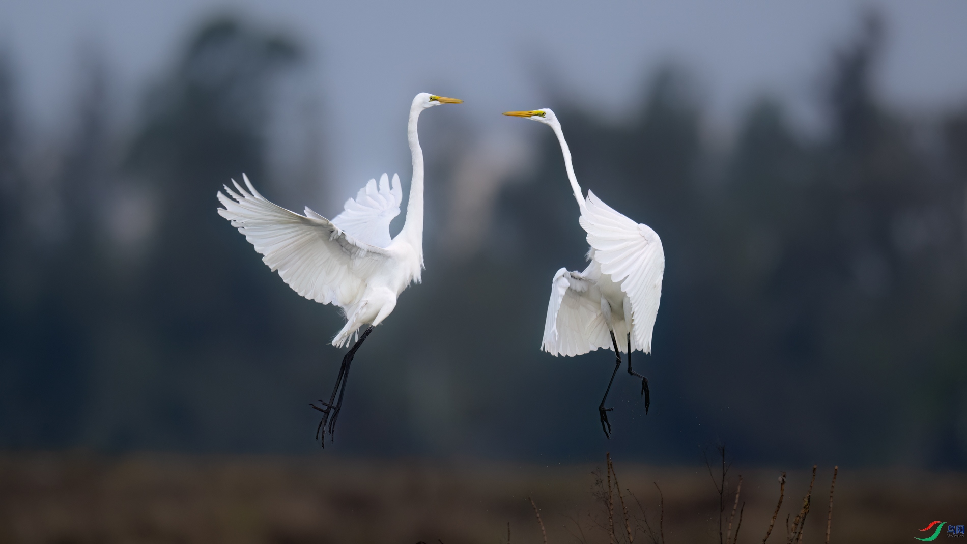 DSC_7856sen2026-2-20-09-�༭.jpg