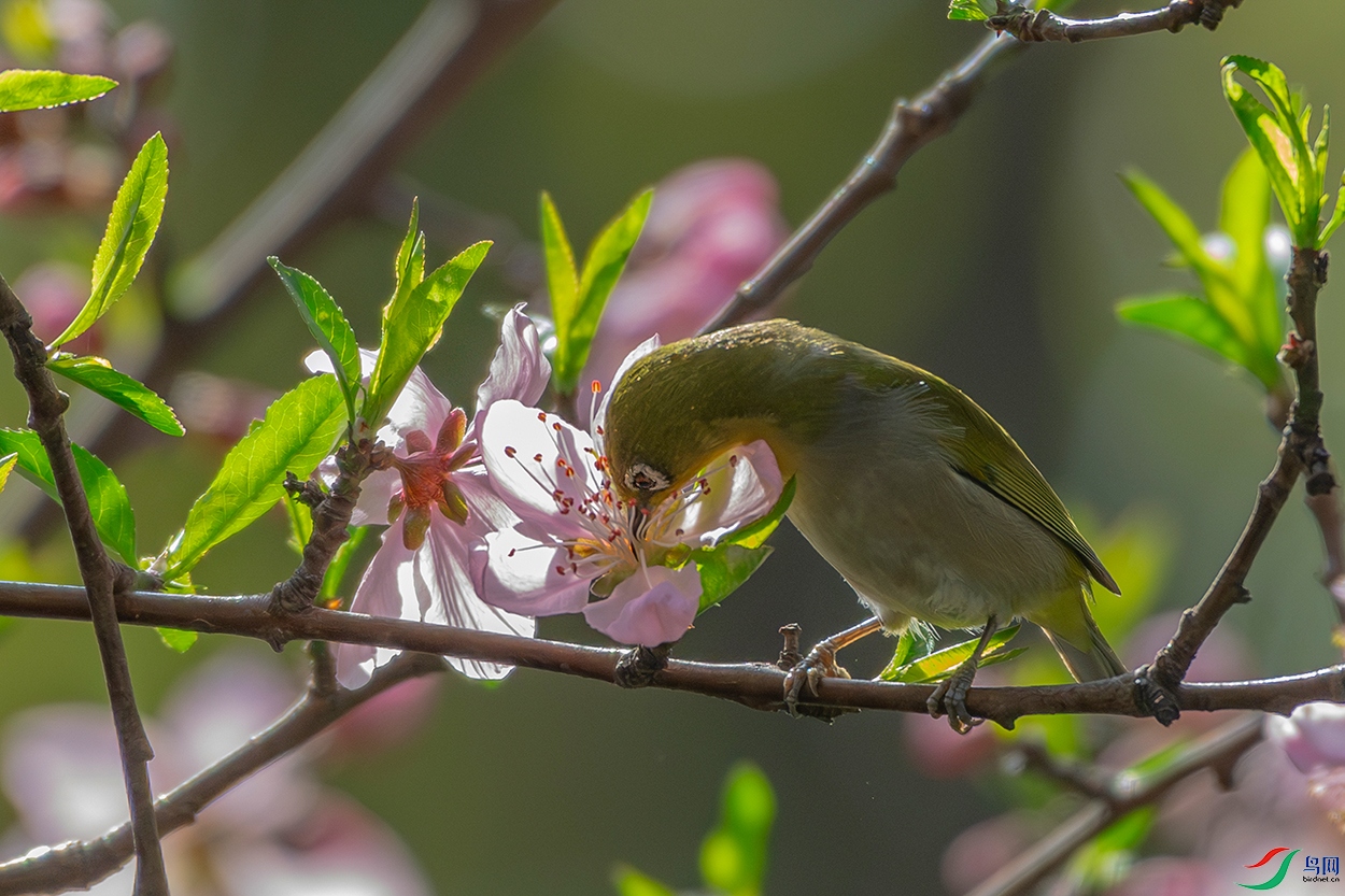 DSC_6734-AB.jpg