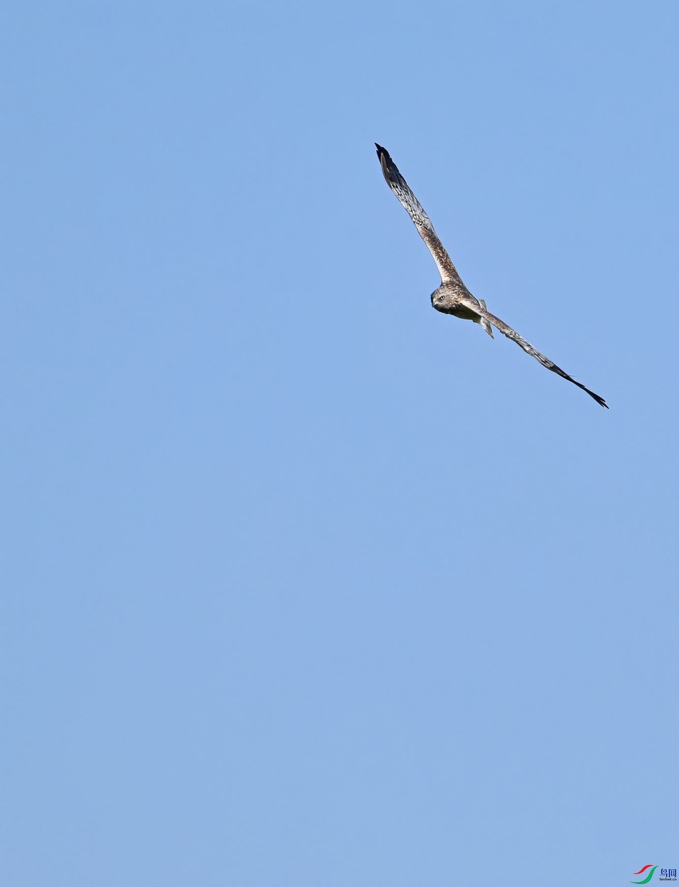 DSC_9665_conew1.jpg