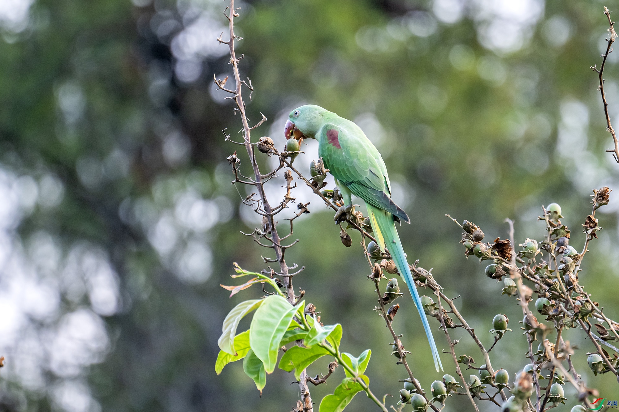 DSC_3999.jpg